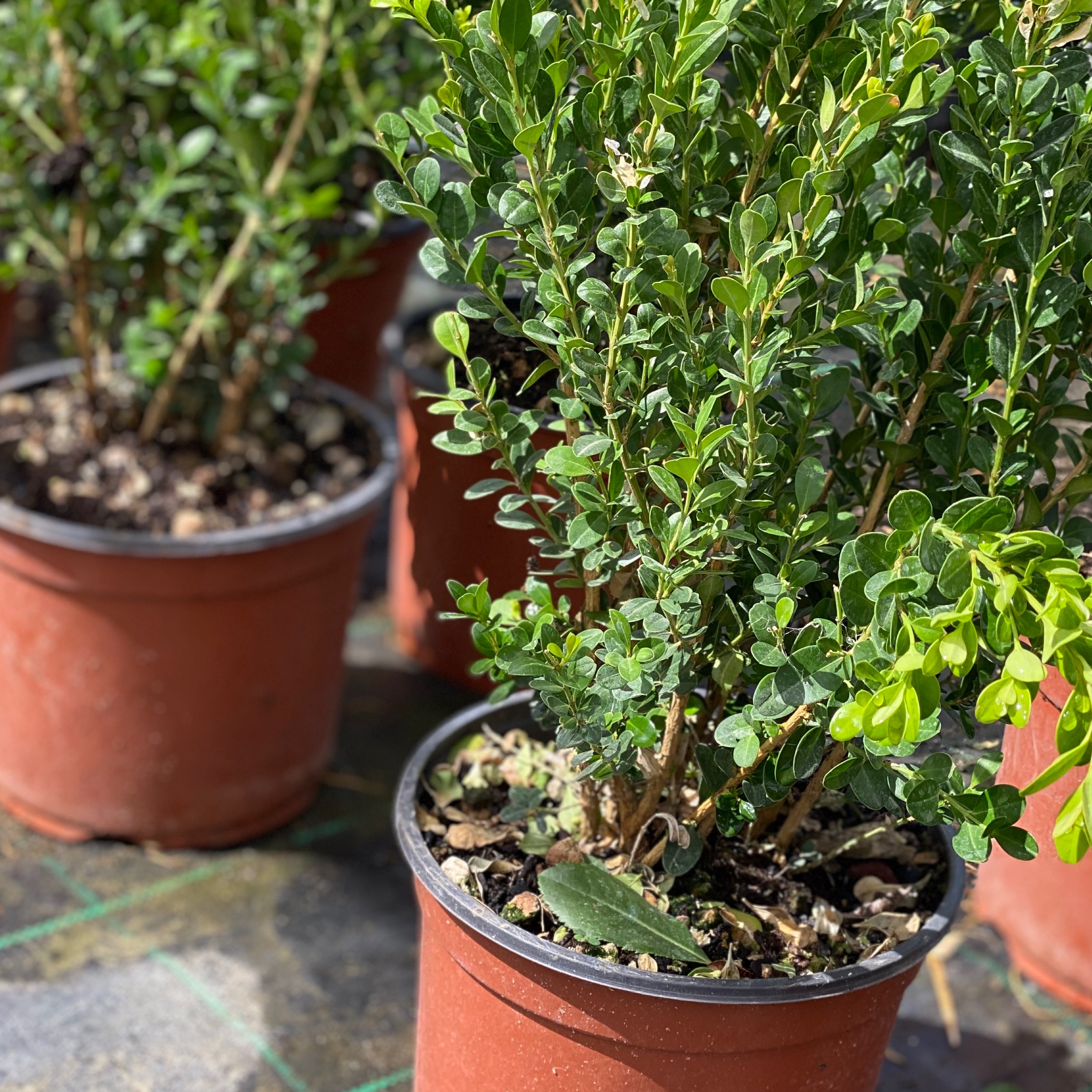 Bosso - Buxus faulkner (V18) - Greenshop