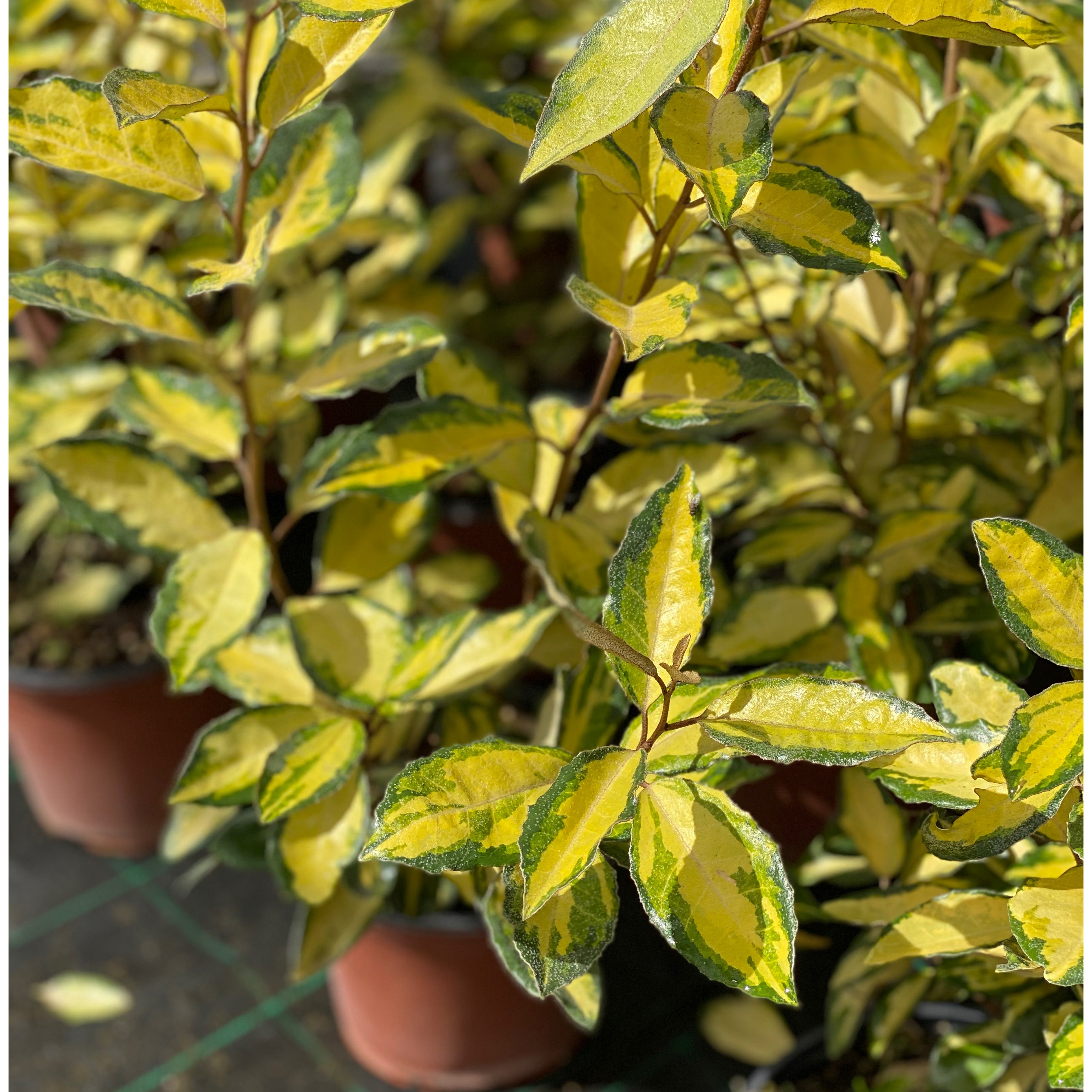 Eleagnus variegato - limelight (V18) - Greenshop
