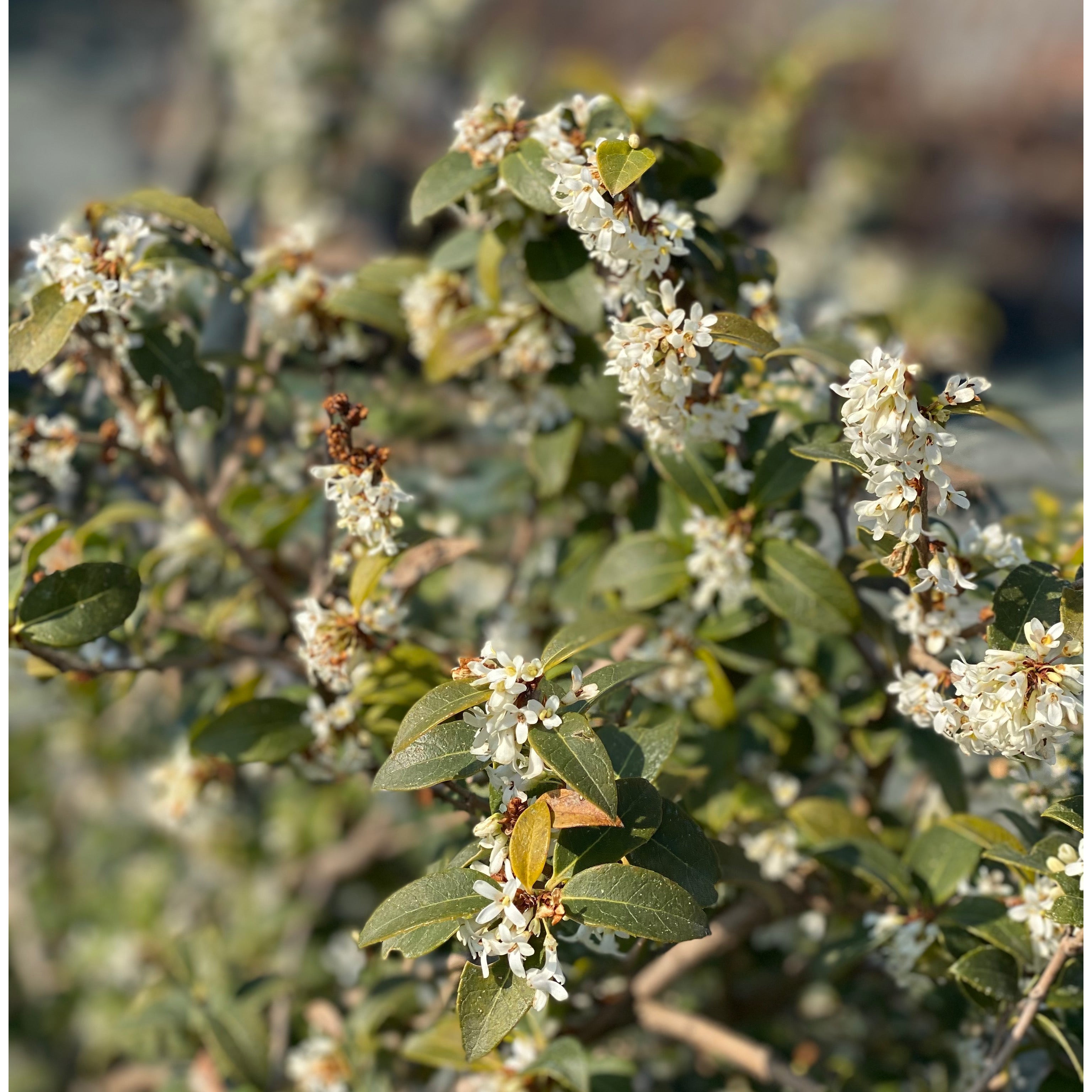 Eleagnus variegato - limelight (V18) - Greenshop