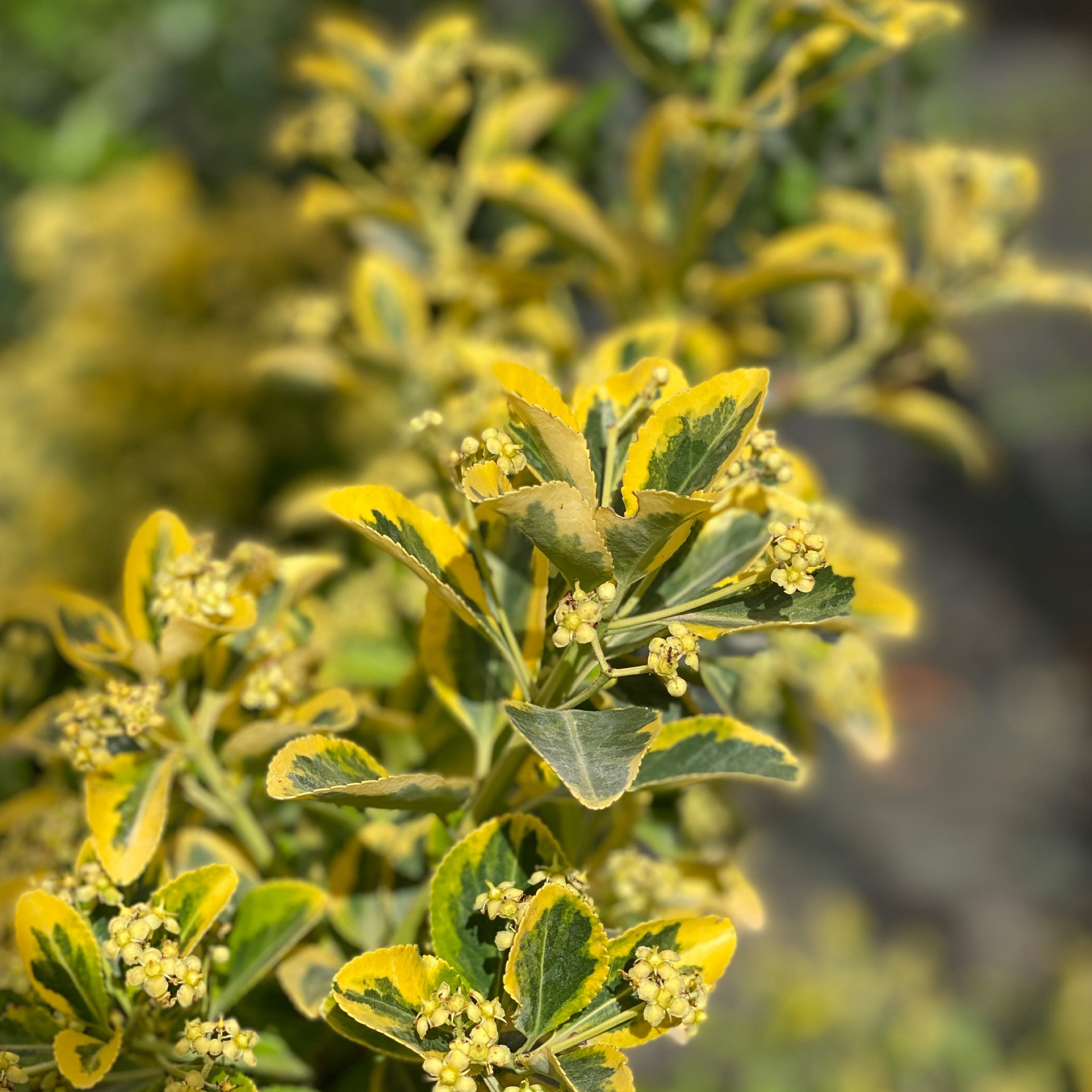 Euonymus aurea (V18) - Greenshop