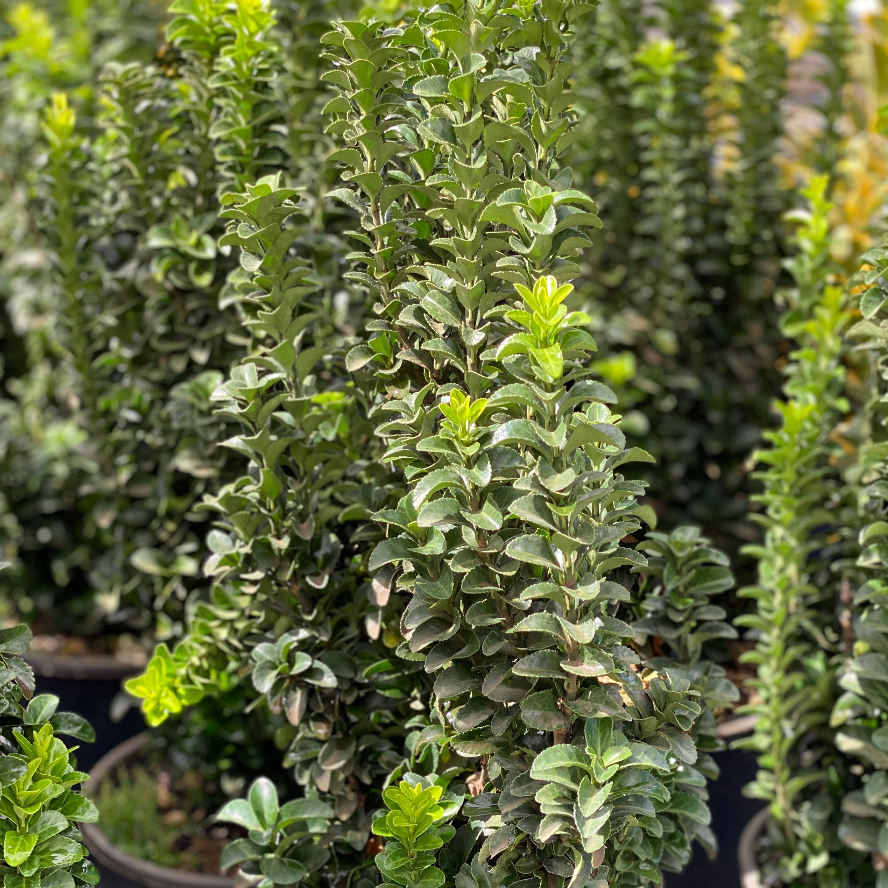 Eunonymus benkomasake (V18) - Greenshop