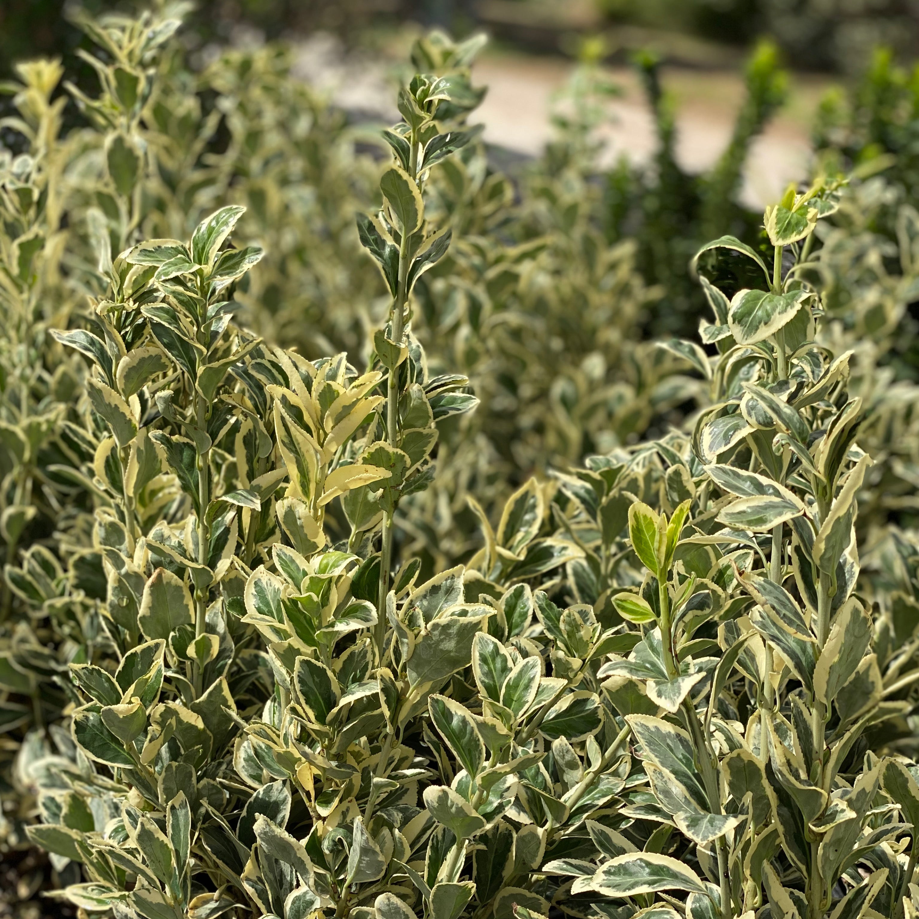 Euonymus bravo (V18) - Greenshop