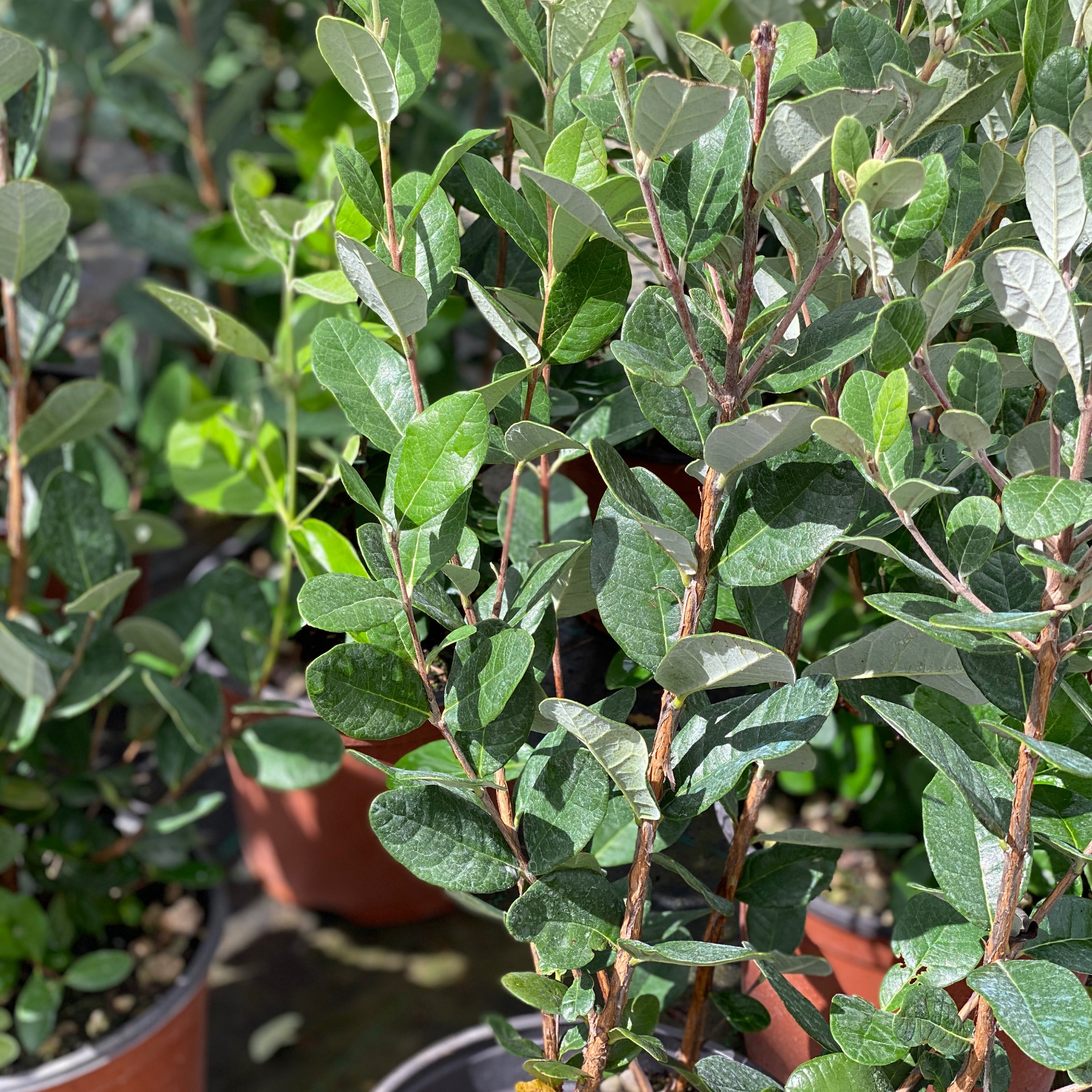 Feijoa sellowiana (V18) - Greenshop