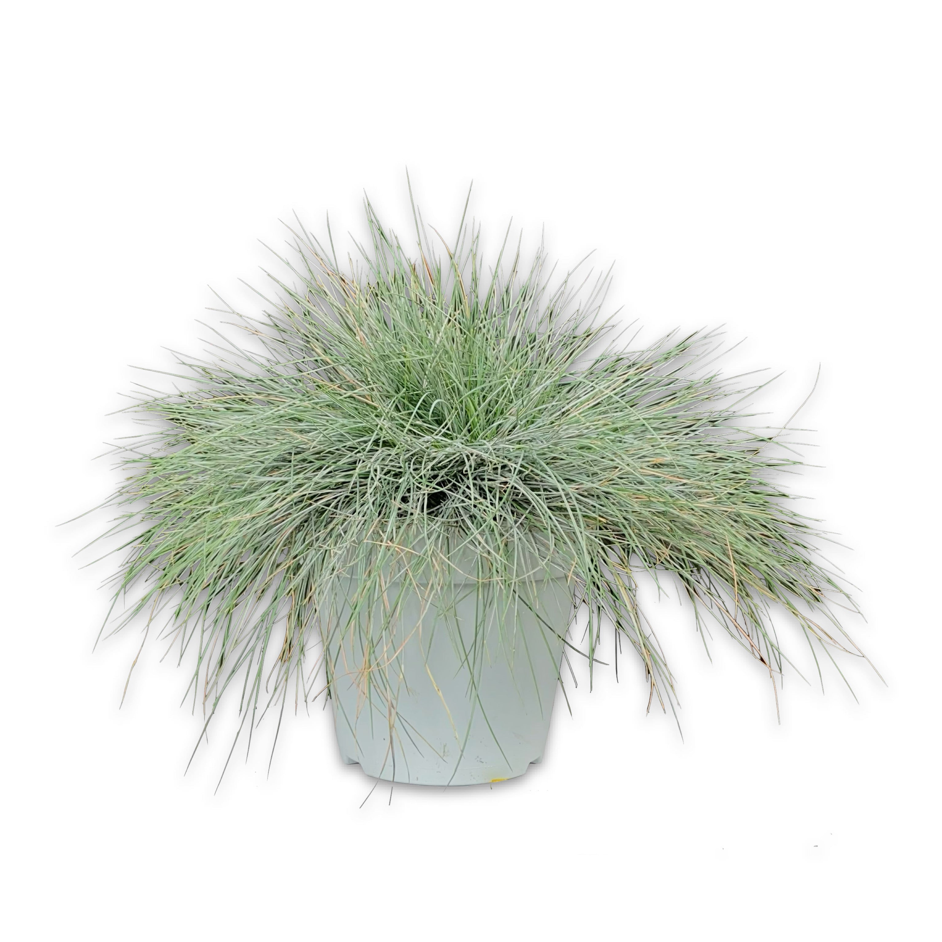 Festuca glauca (V18) - Greenshop
