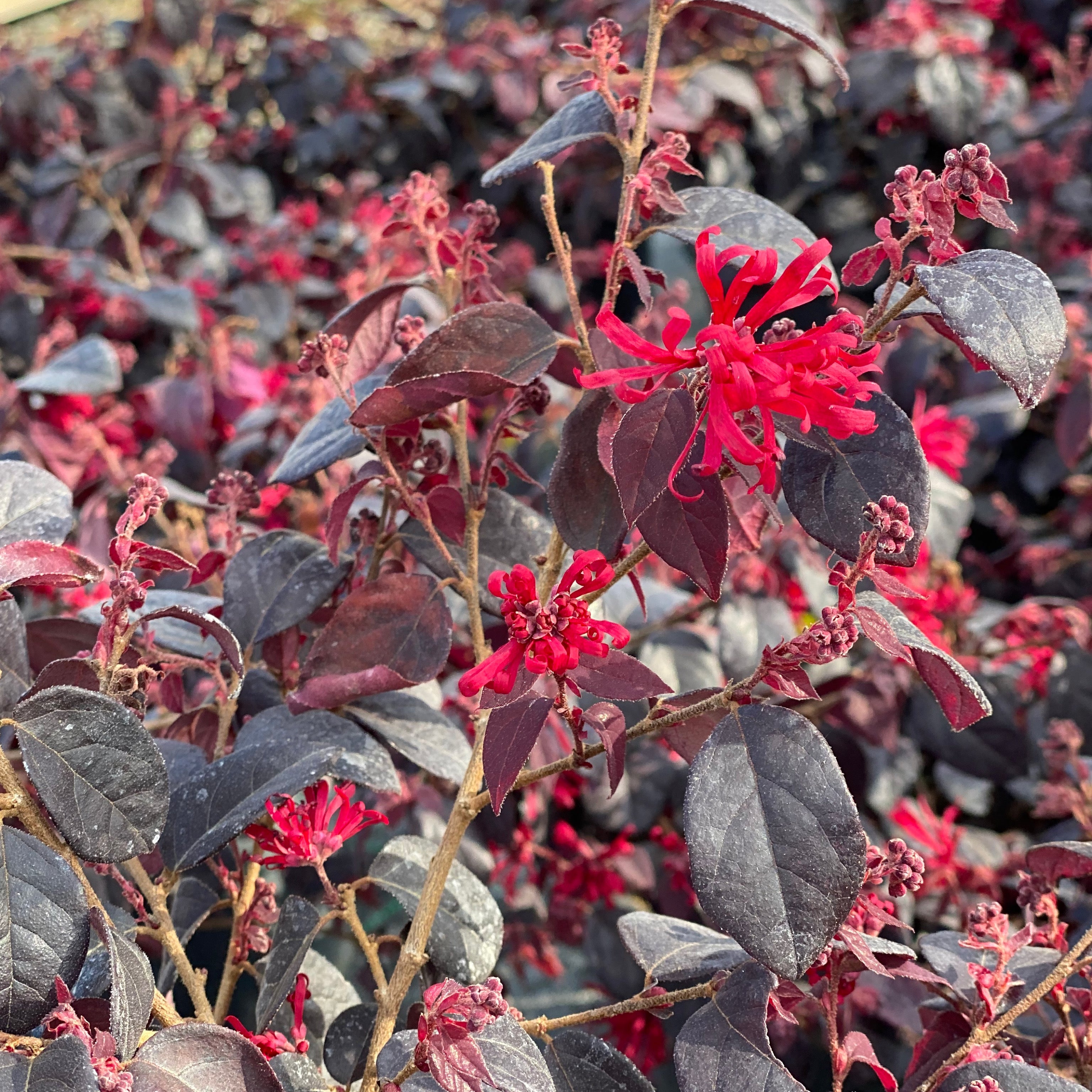 Loropetalo (V18) - Greenshop