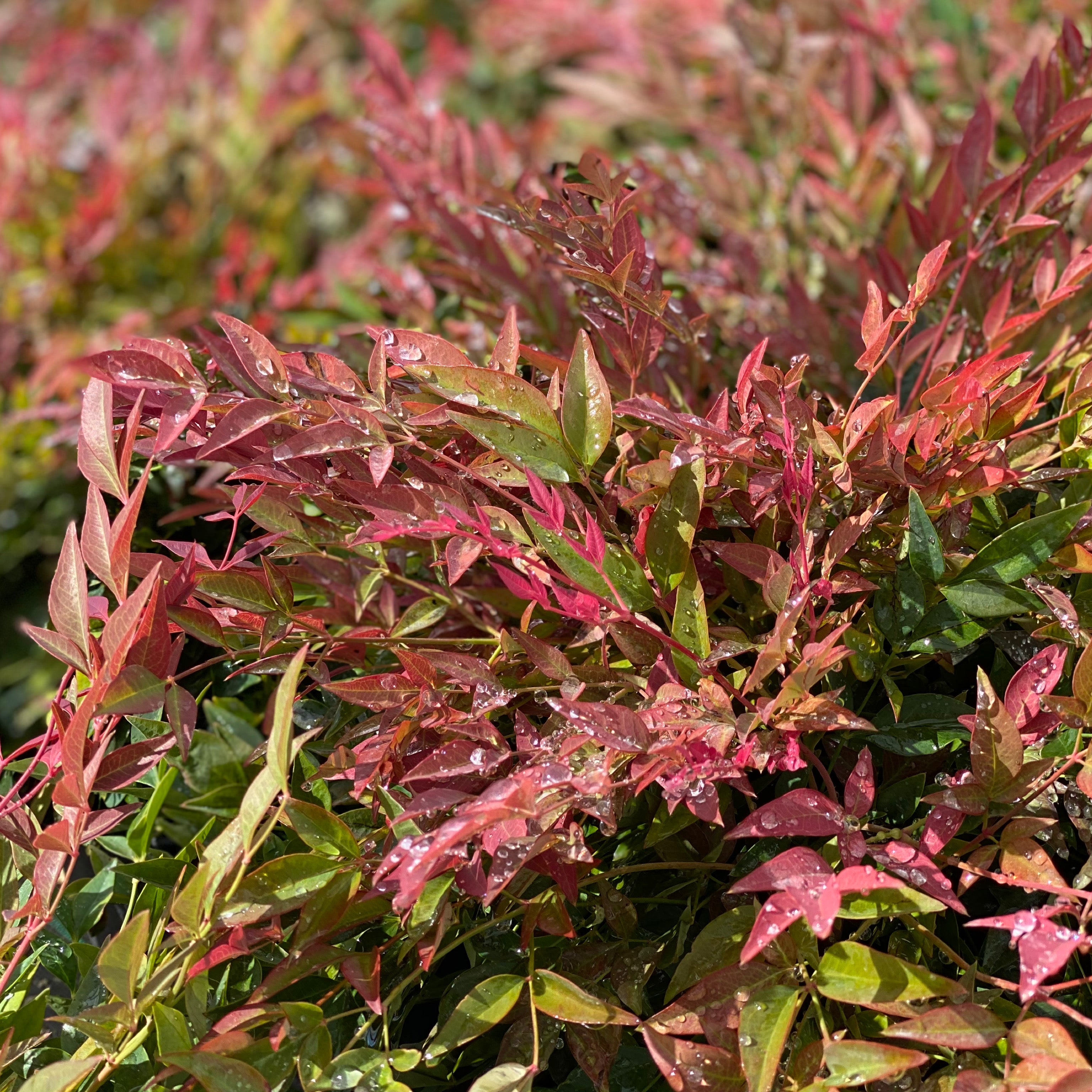 Nandina obsession (V18) - Greenshop