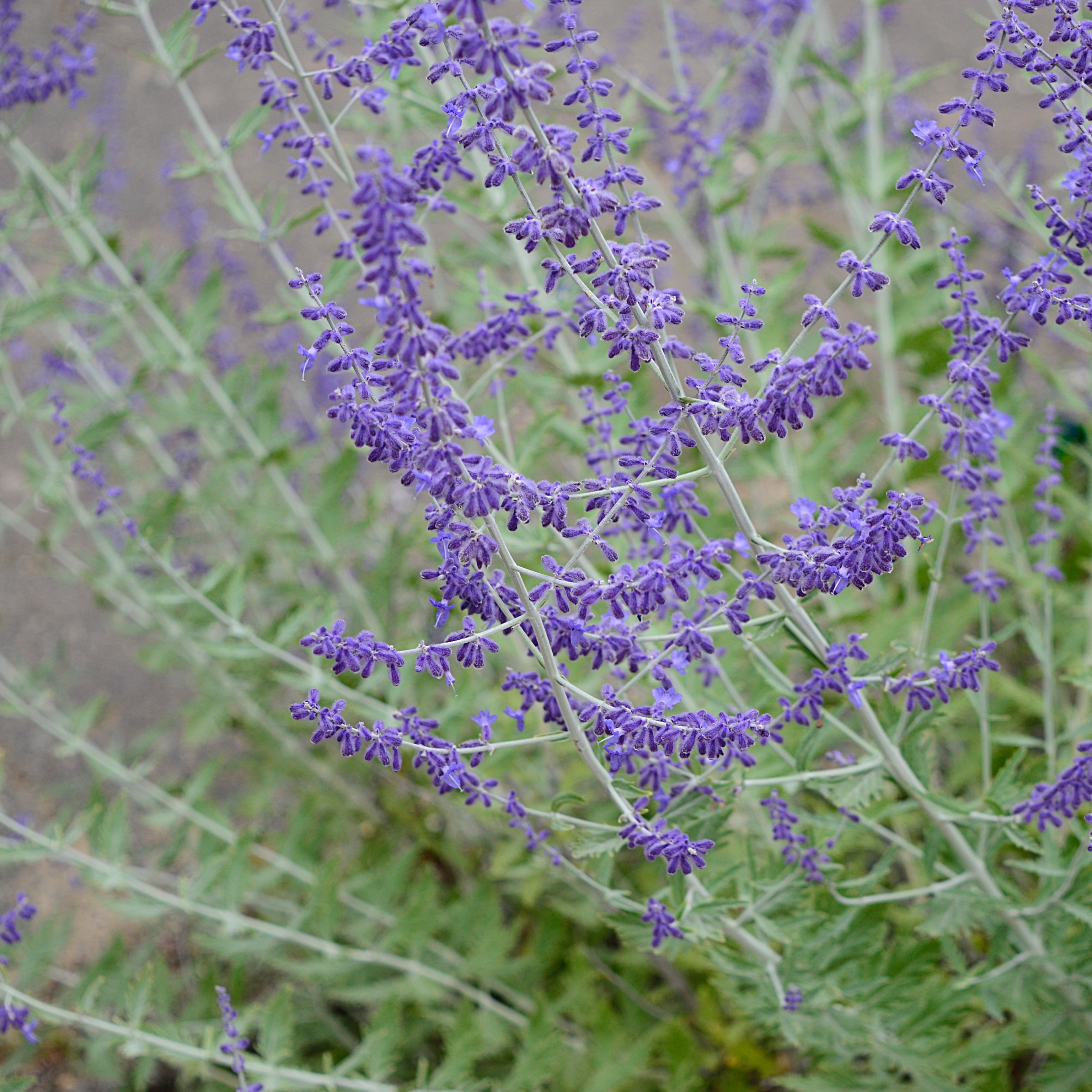 Perovskya - salvia russa( V18) - Greenshop