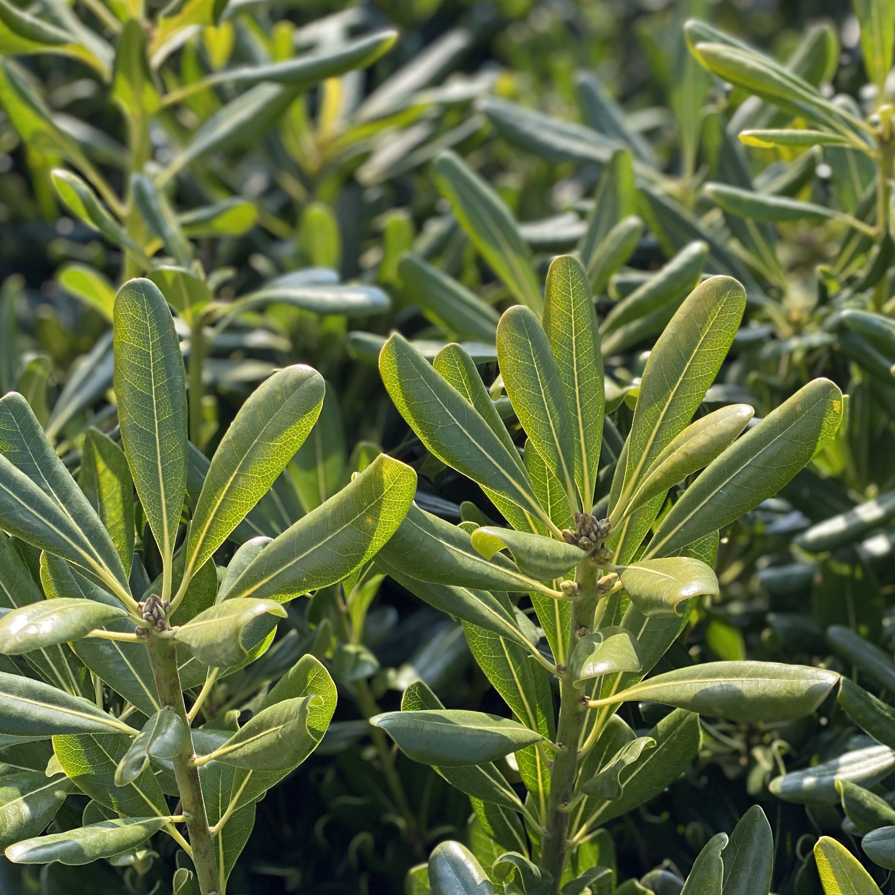 Pitosforo - Pittosporum tobira (V18) - Greenshop