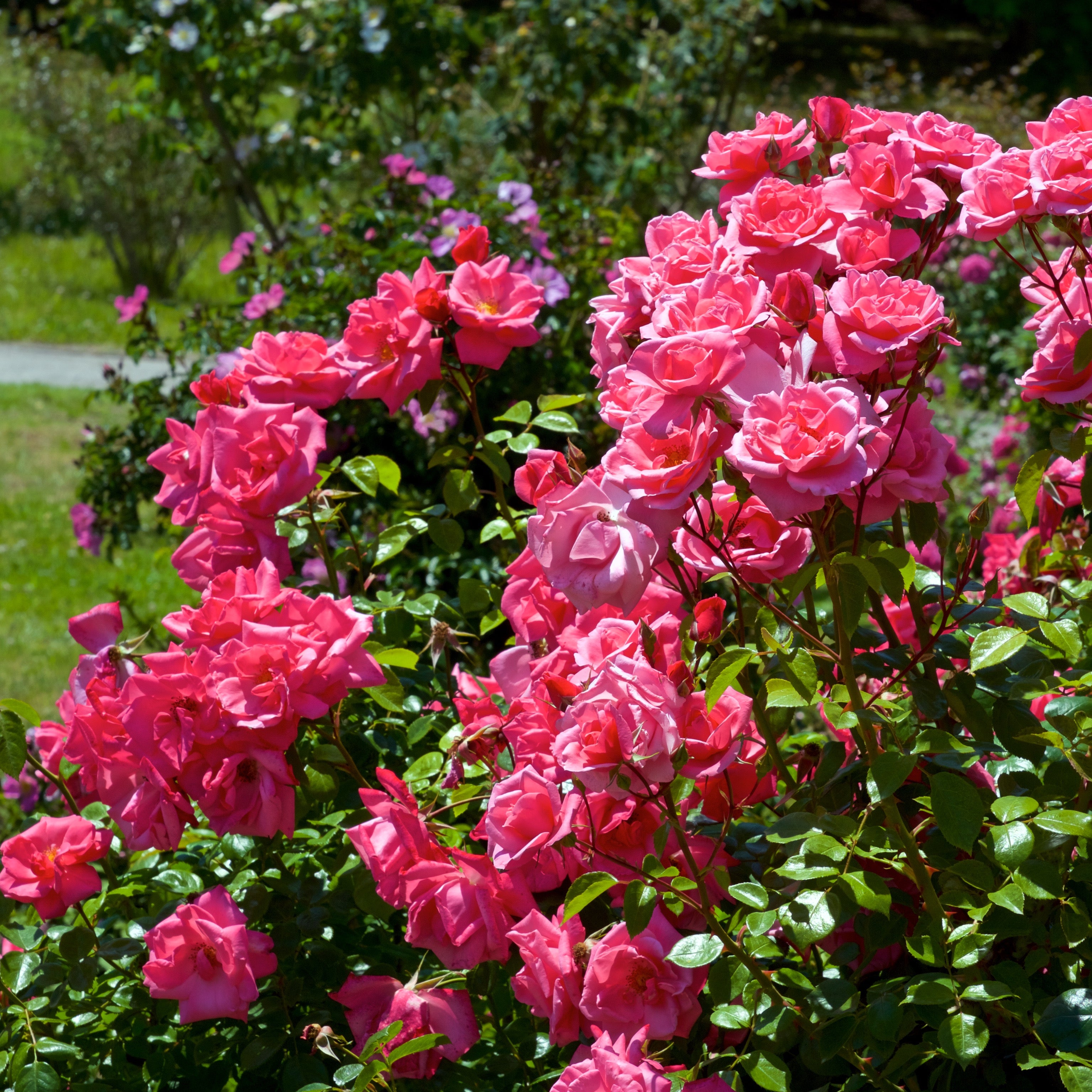 Rosa fucsia - Greenshop