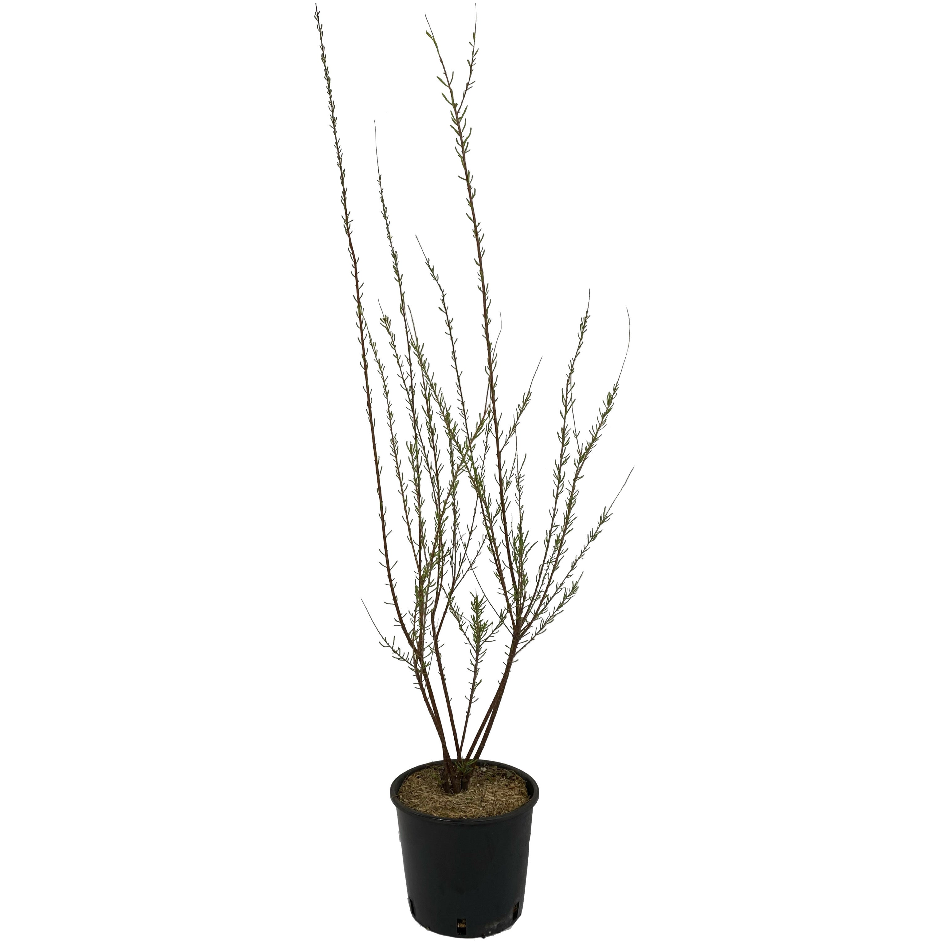 Tamerice - Tamarix gallica - Greenshop