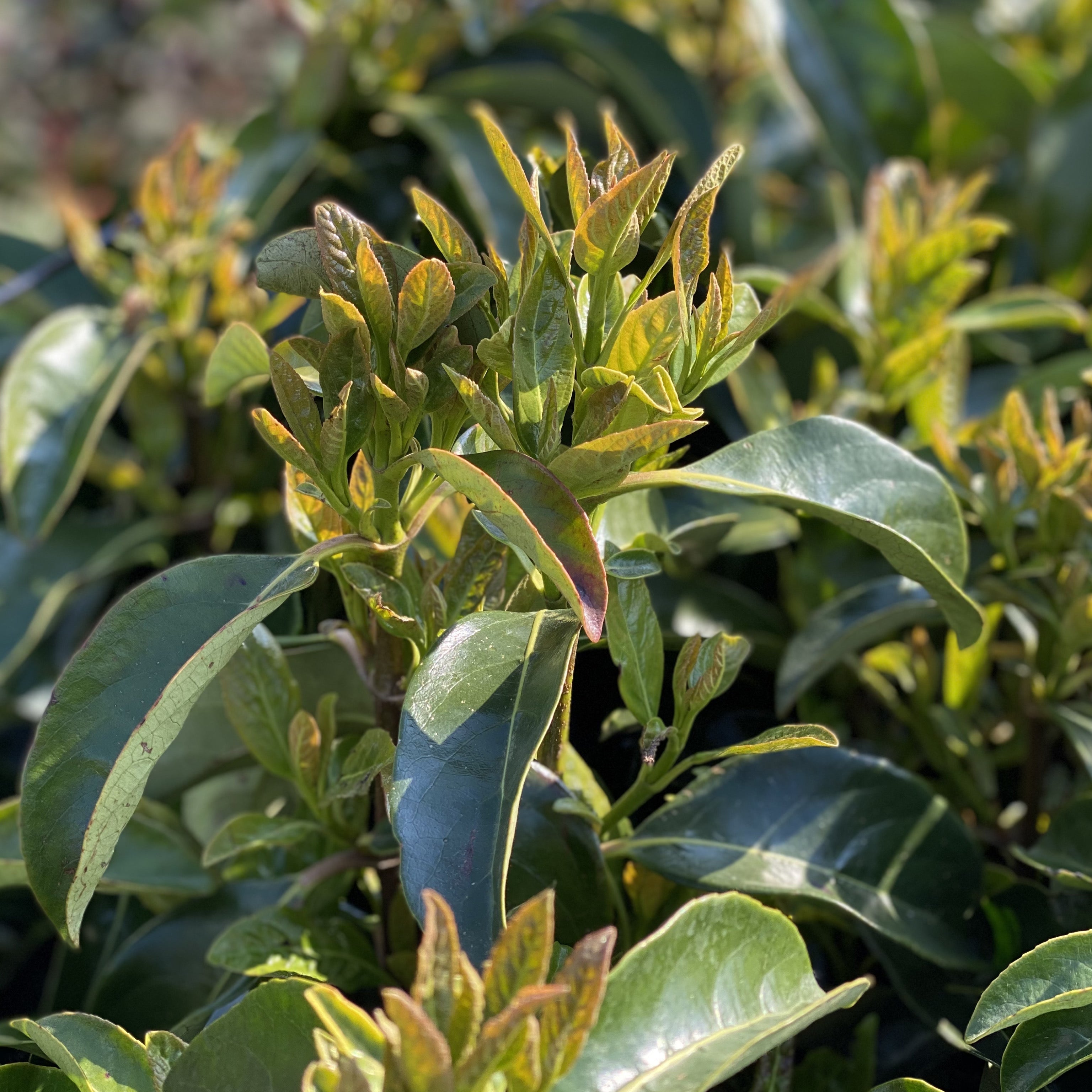 Viburno lucido -Viburnum lucidum (V18) - Greenshop