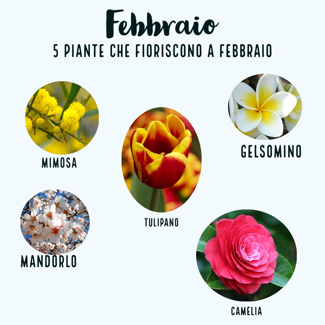 Alcune piante che fioriscono a febbraio