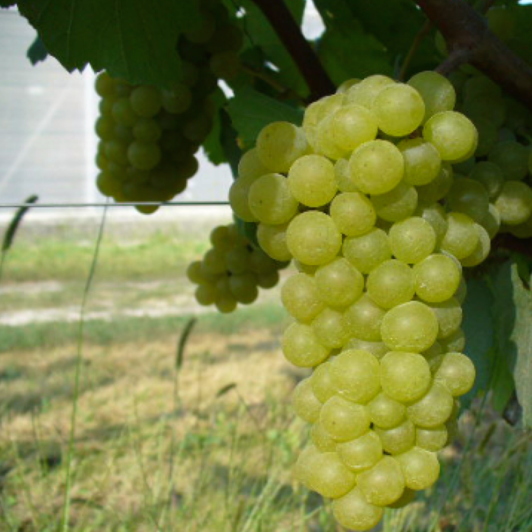 Chardonnay: Caratteristiche Ampelografiche e Vendita di Barbatelle