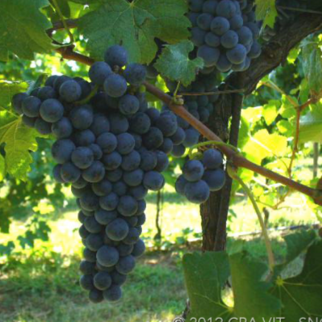 Merlot: Caratteristiche Ampelografiche e Vendita di Barbatelle