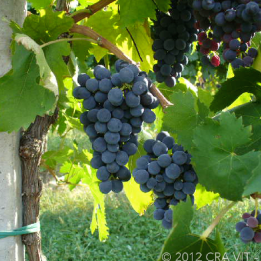 Montepulciano: Caratteristiche Ampelografiche e Vendita di Barbatelle