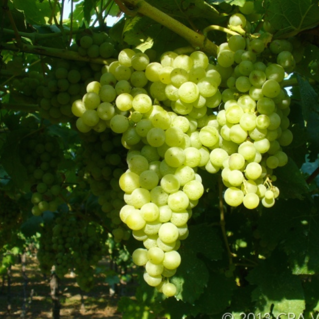 Moscato di Terracina: Caratteristiche Ampelografiche e Vendita di Barbatelle