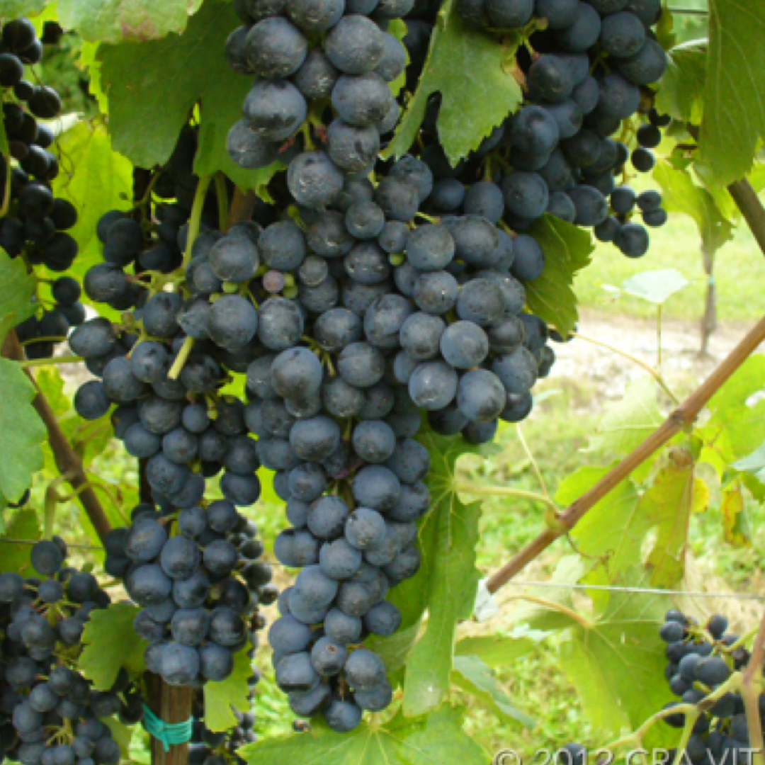 Syrah: Caratteristiche Ampelografiche e Vendita di Barbatelle