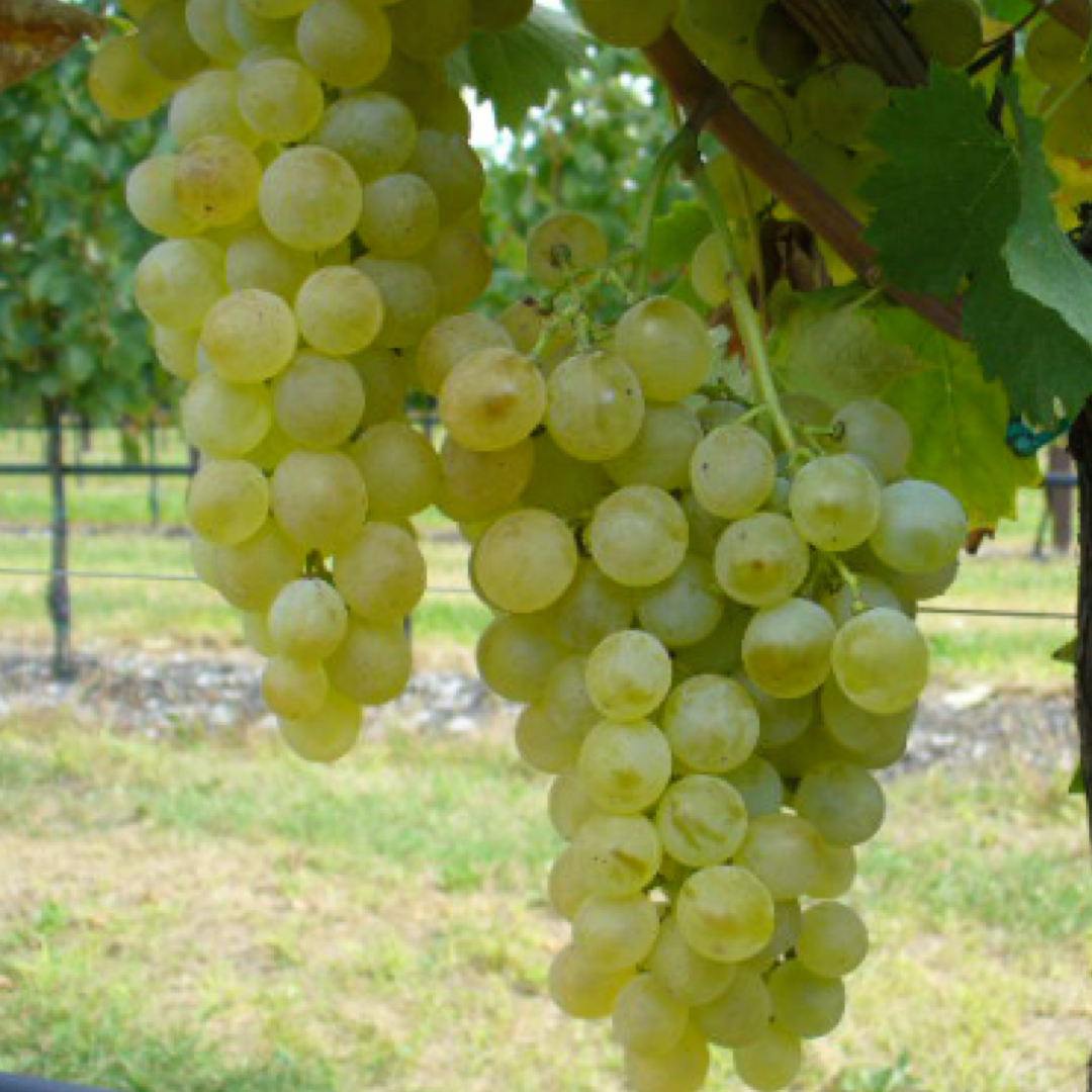 Vermentino: Caratteristiche Ampelografiche e Vendita di Barbatelle