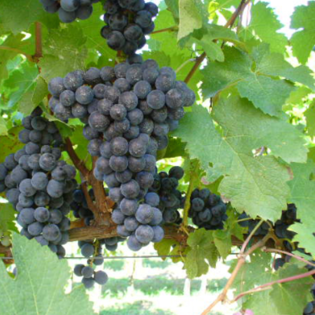 Cabernet Franc: Caratteristiche Ampelografiche e Vendita di Barbatelle