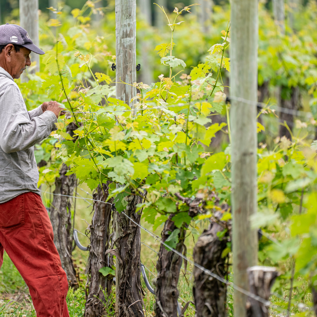 Il Ciclo del Vigneto: Dalla Potatura alla Vendemmia