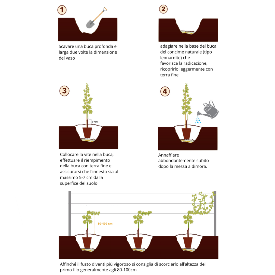 Come Piantare Correttamente una Vite in Vaso di 2 Anni: Guida Pratica