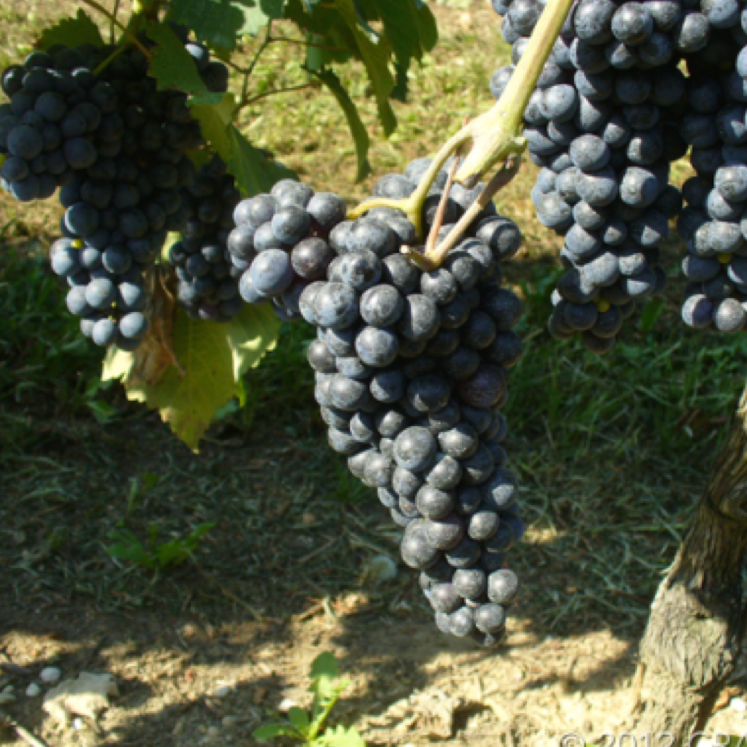 Lambrusco Maestri: Caratteristiche Ampelografiche e Vendita di Barbatelle