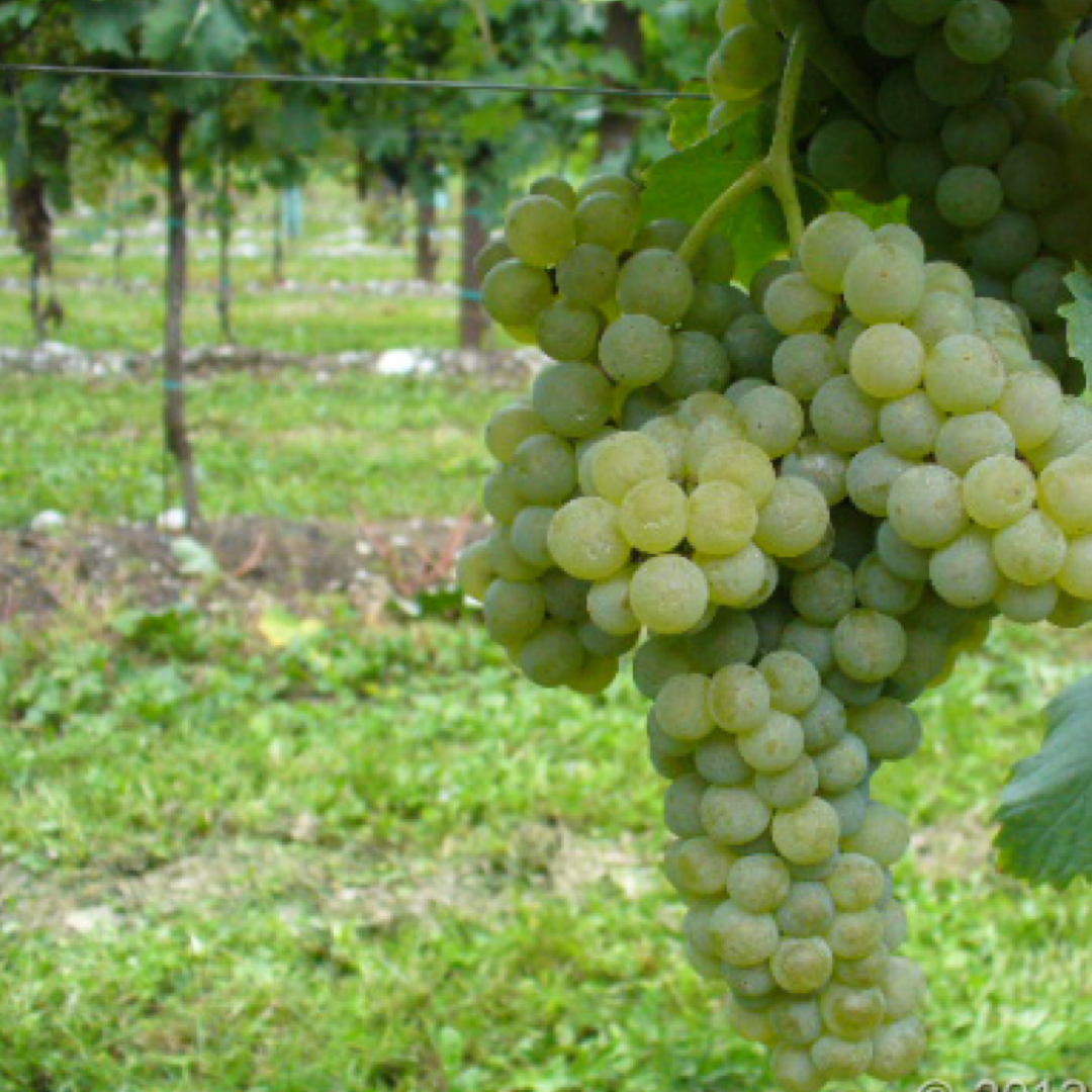 Pecorino: Caratteristiche Ampelografiche e Vendita di Barbatelle