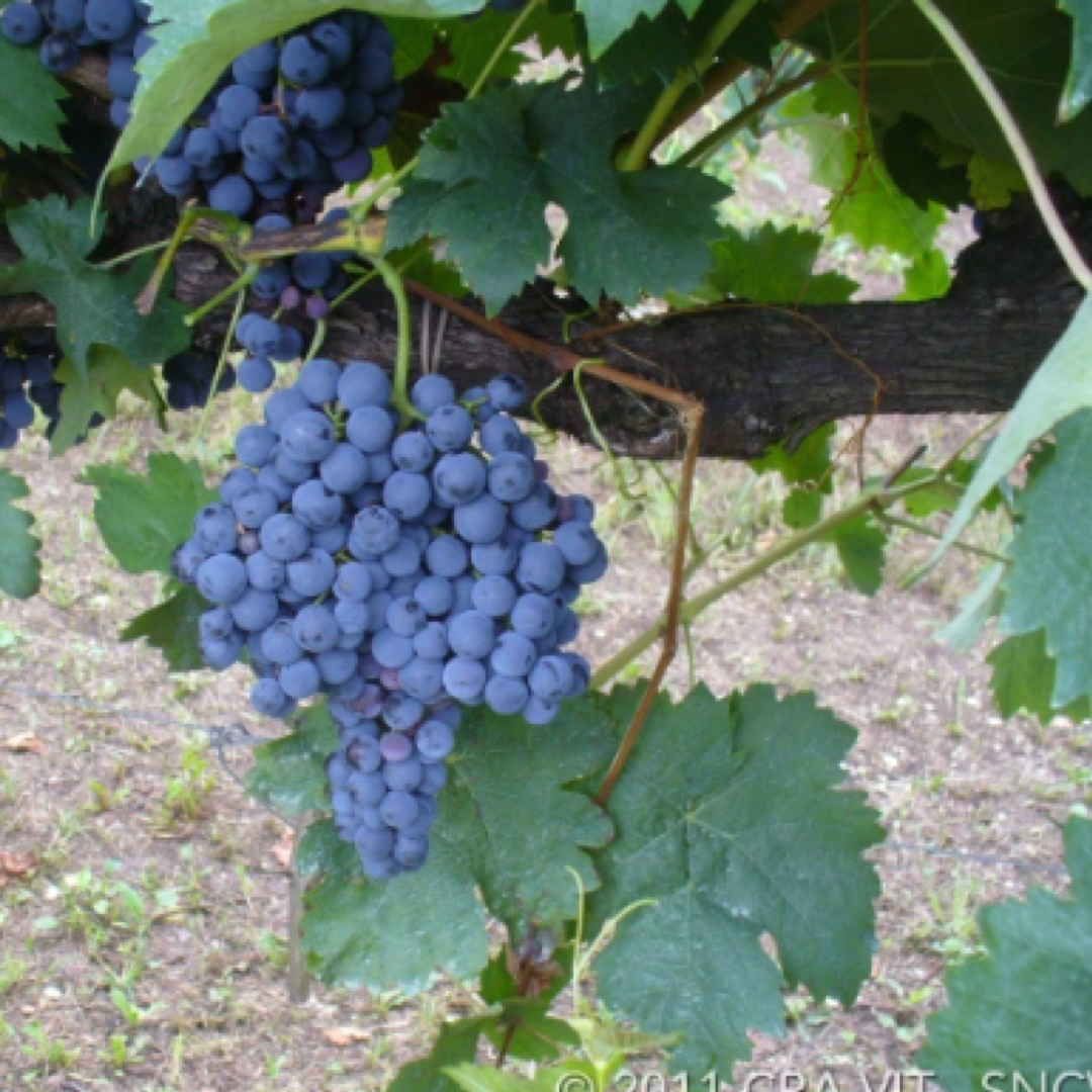 Tempranillo: Caratteristiche Ampelografiche e Vendita di Barbatelle