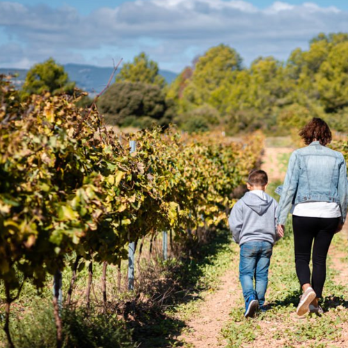 Il ruolo delle barbatelle di 2 anni nei piccoli vigneti familiari