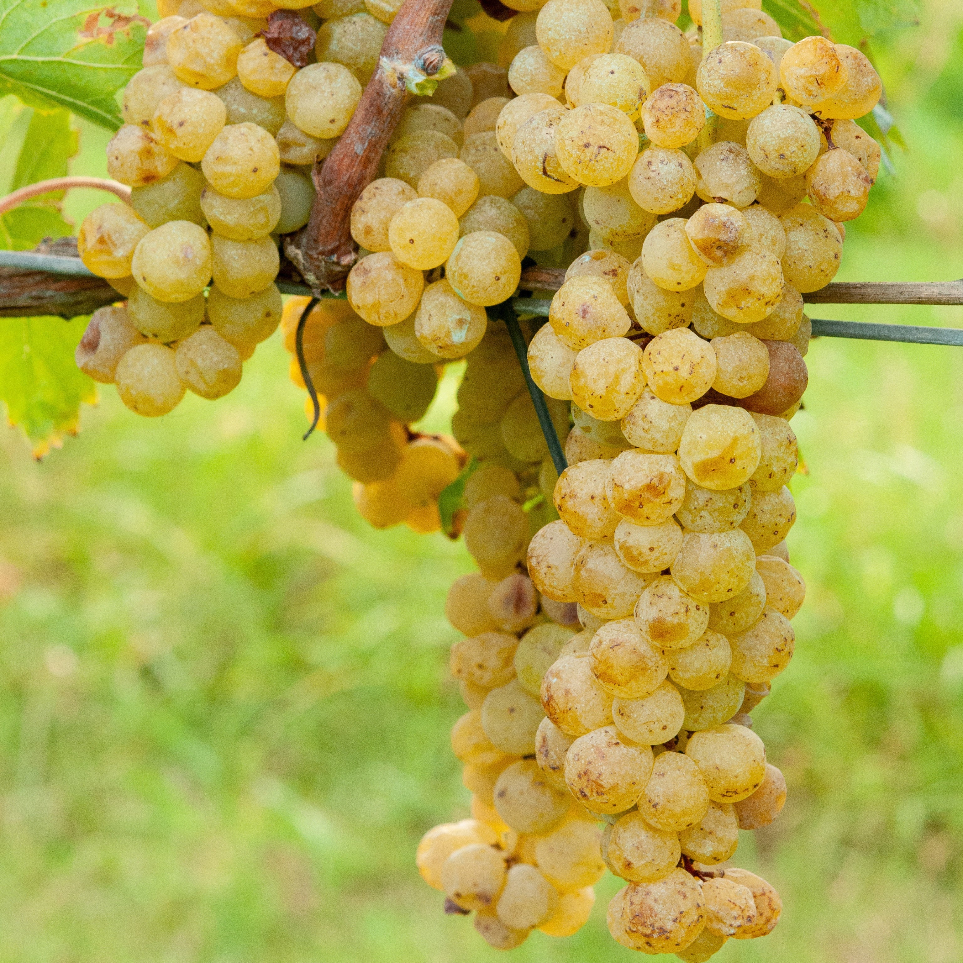 Barbatelle Malvasia di candia (uva bianca) - Greenshop