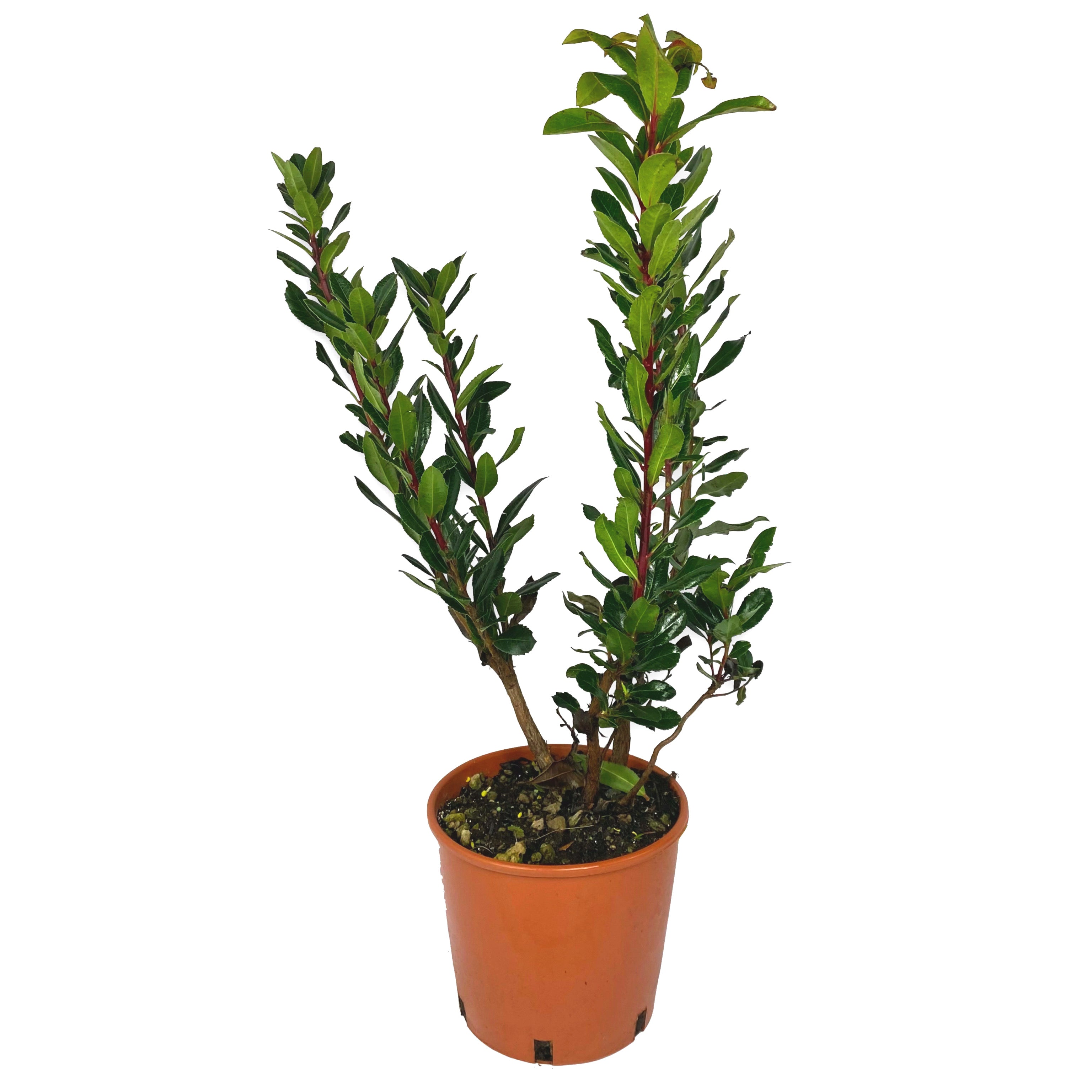 Corbezzolo - Arbutus unedo (Vaso 18cm) - Greenshop