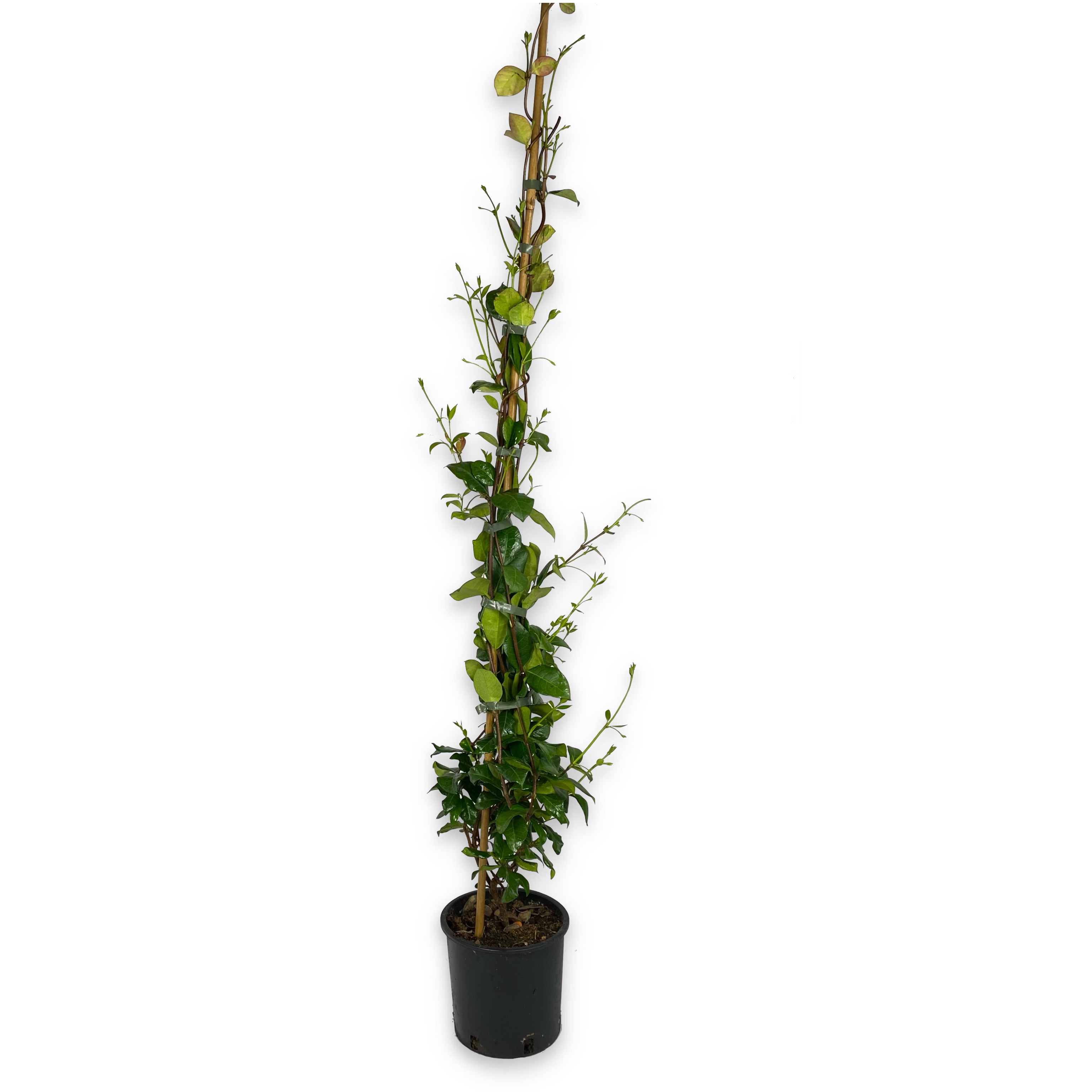 Gelsomino - Rhyncospermum jasminoides (V18) - Greenshop