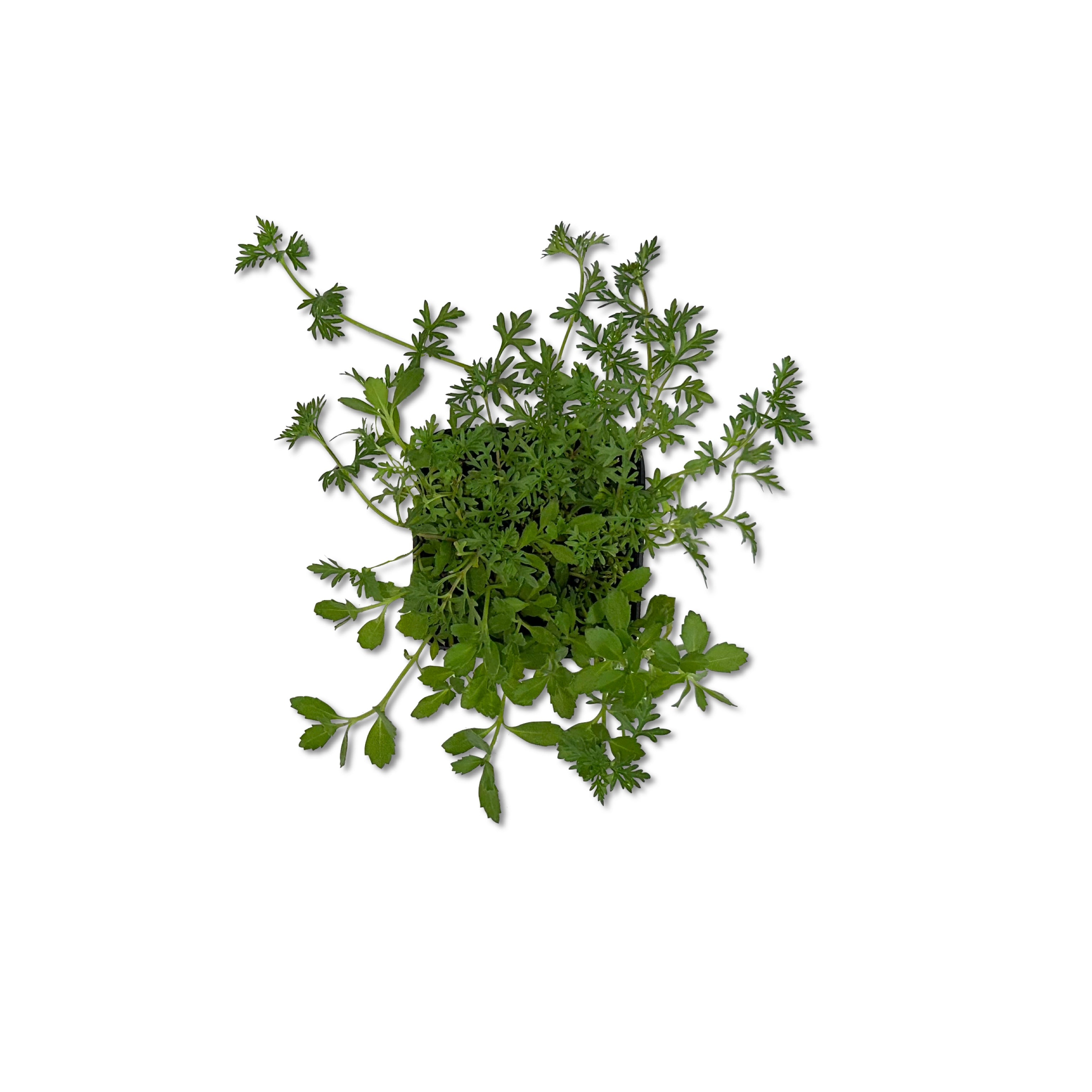 Lippia nodiflora mista a verbena hybrida - Greenshop