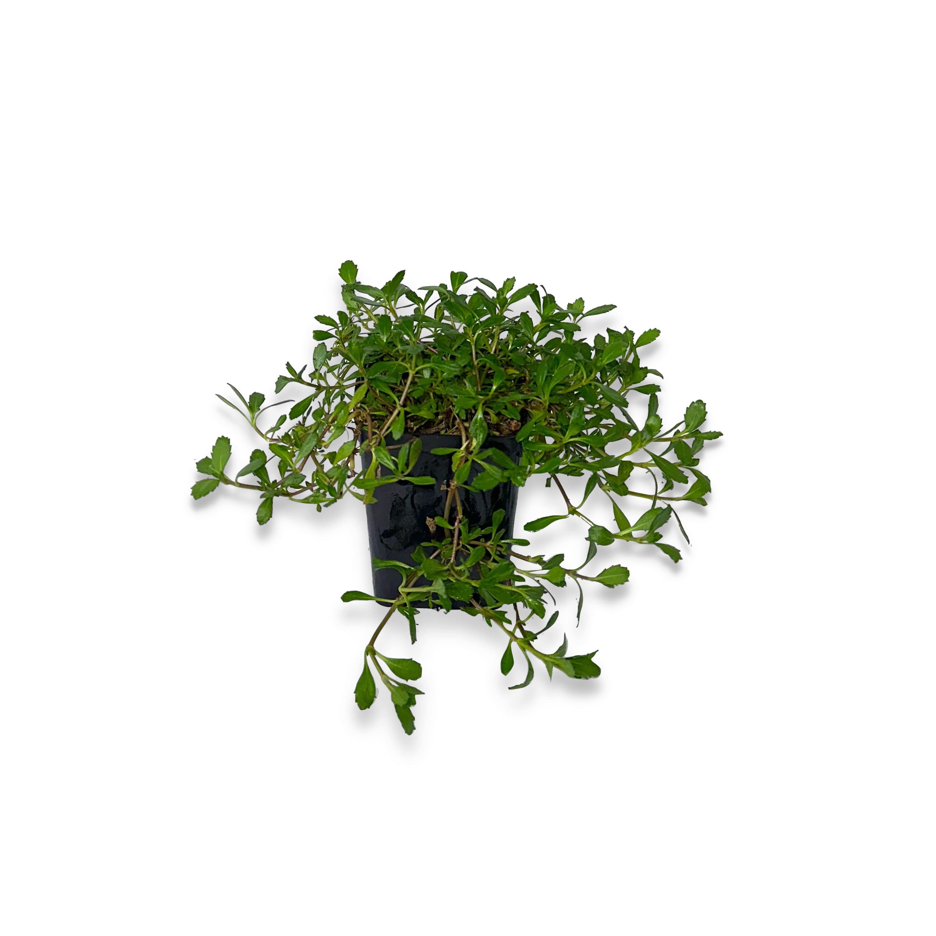 Lippia nodiflora (𝙨𝙘𝙤𝙣𝙩𝙞 𝙞𝙣 𝙗𝙖𝙨𝙚 𝙖𝙡𝙡𝙖 𝙦𝙪𝙖𝙣𝙩𝙞𝙩𝙖') - Greenshop