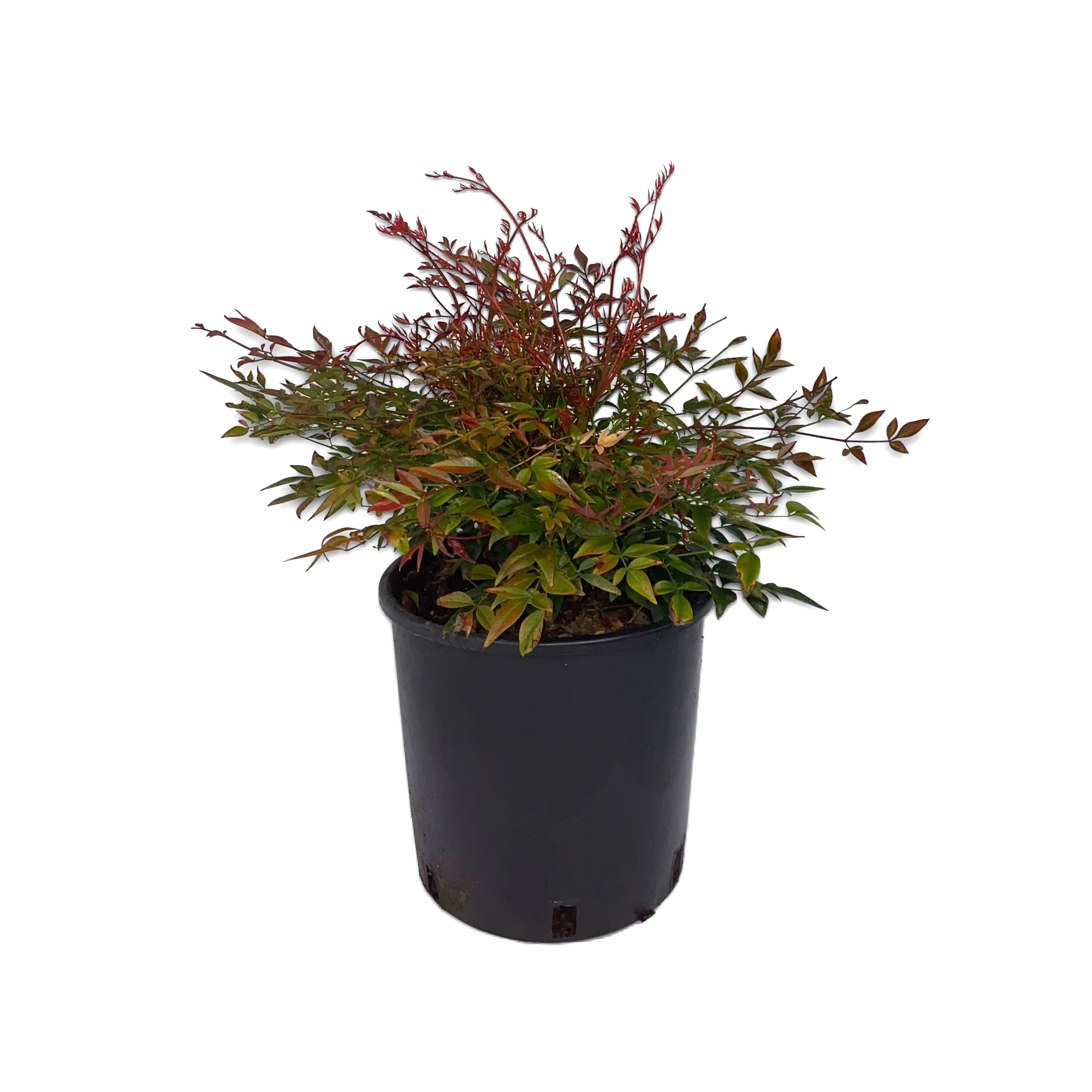 Nandina obsession (Vaso 18cm) - Greenshop