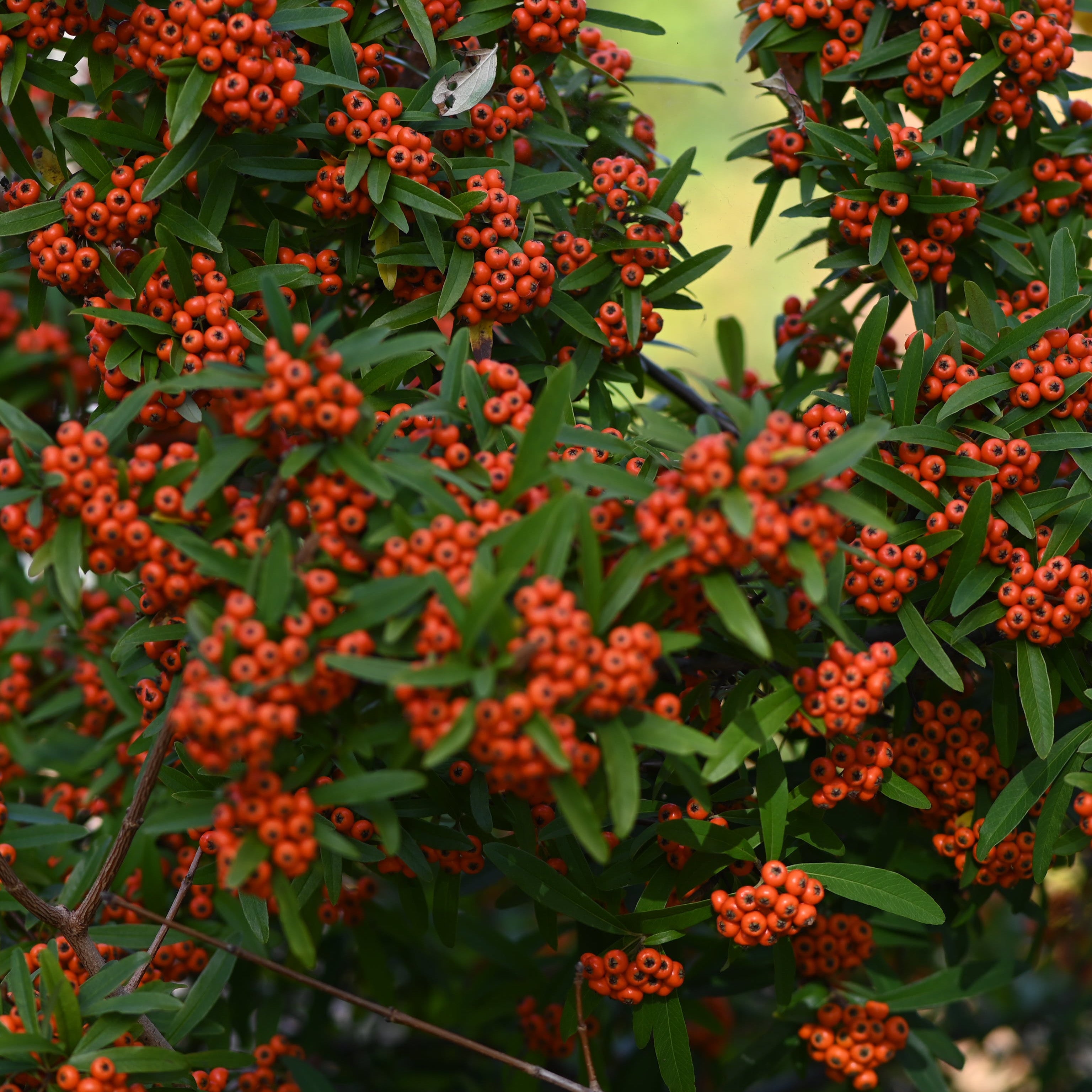 Siepe di Pyracantha a bacca arancio - 5 metri - Vendita Piante Onli Siepe di Pyracantha a bacca arancio - 5 metri - Vendita Piante Onli