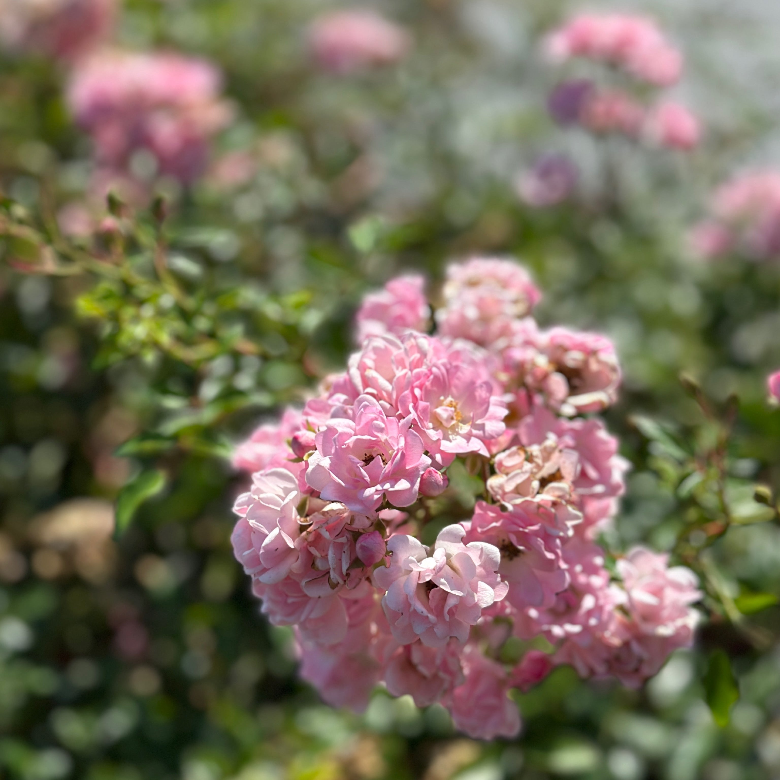 Rosa rosa chiaro (V18) - Greenshop