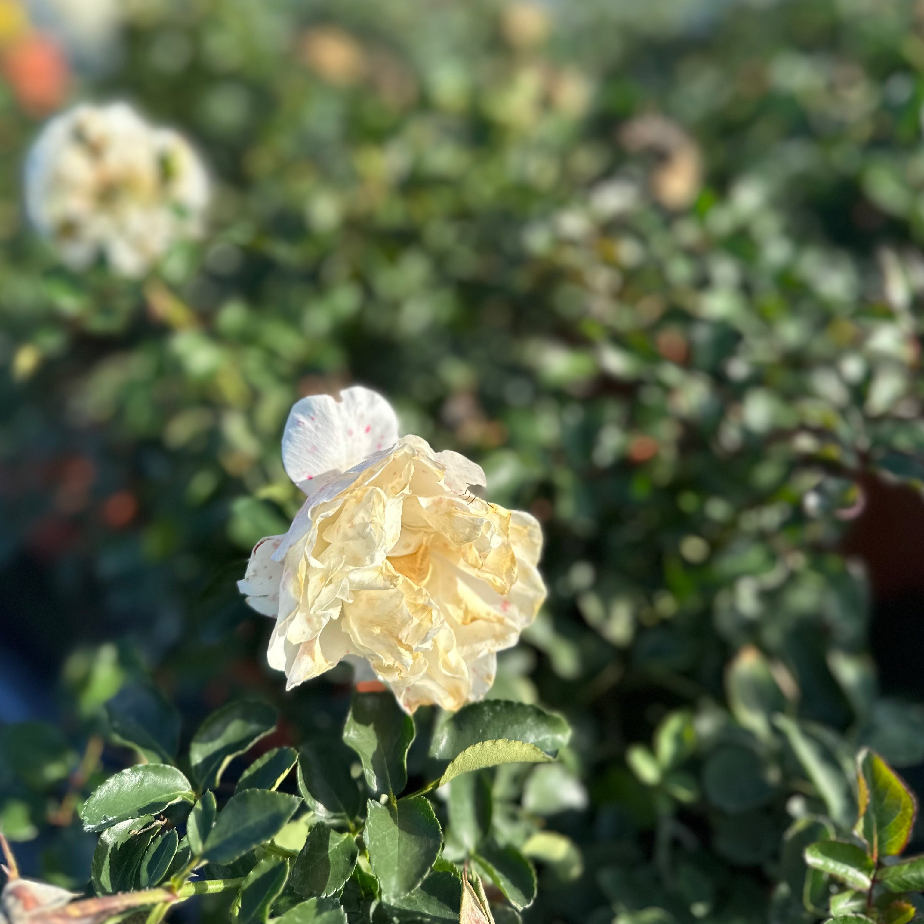 Rosa white (Vaso 18cm) - Greenshop