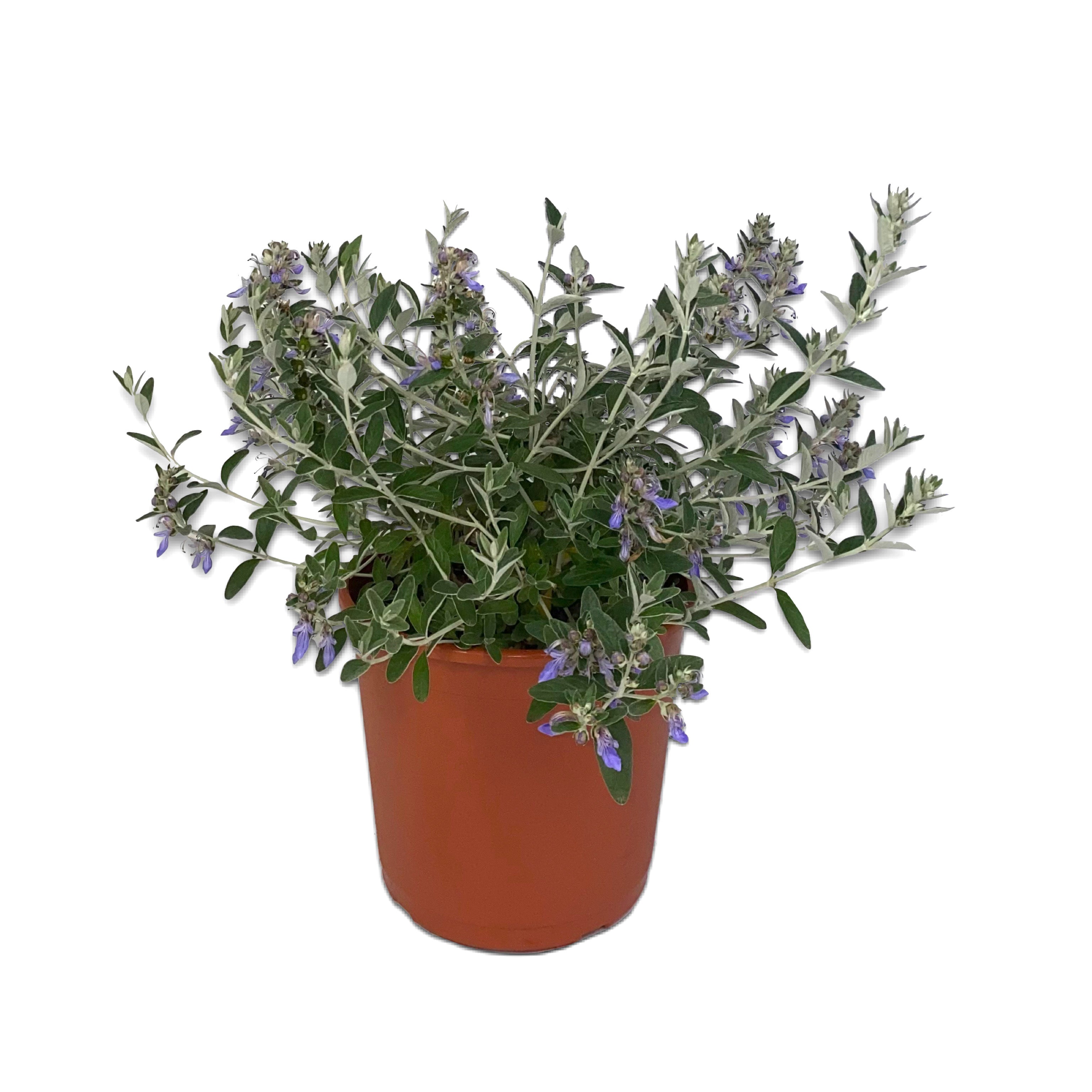 Teucrium fruticans "azureum" (Vaso 18cm) - Greenshop
