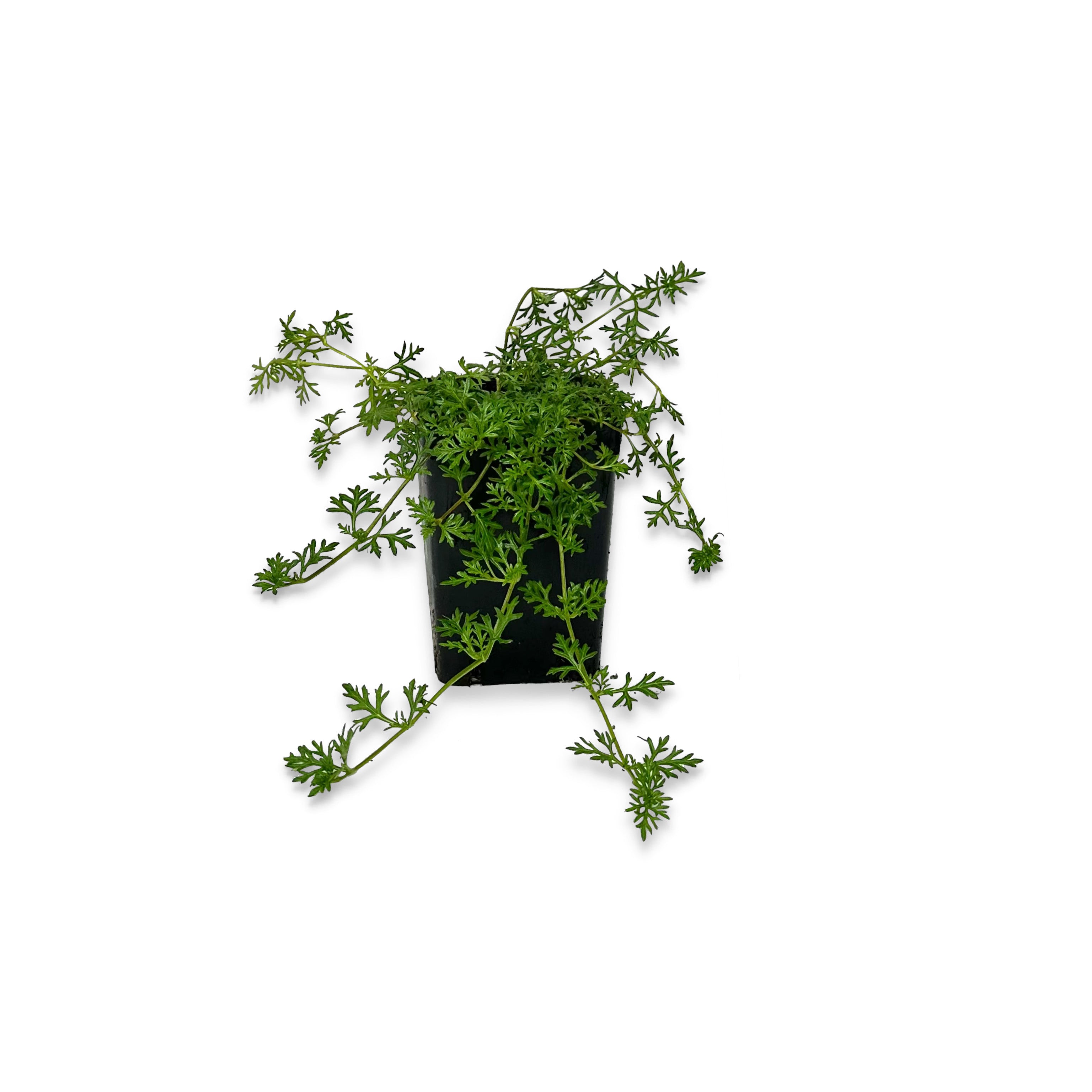 Verbena hybrida (𝙨𝙘𝙤𝙣𝙩𝙞 𝙞𝙣 𝙗𝙖𝙨𝙚 𝙖𝙡𝙡𝙖 𝙦𝙪𝙖𝙣𝙩𝙞𝙩𝙖') - Greenshop