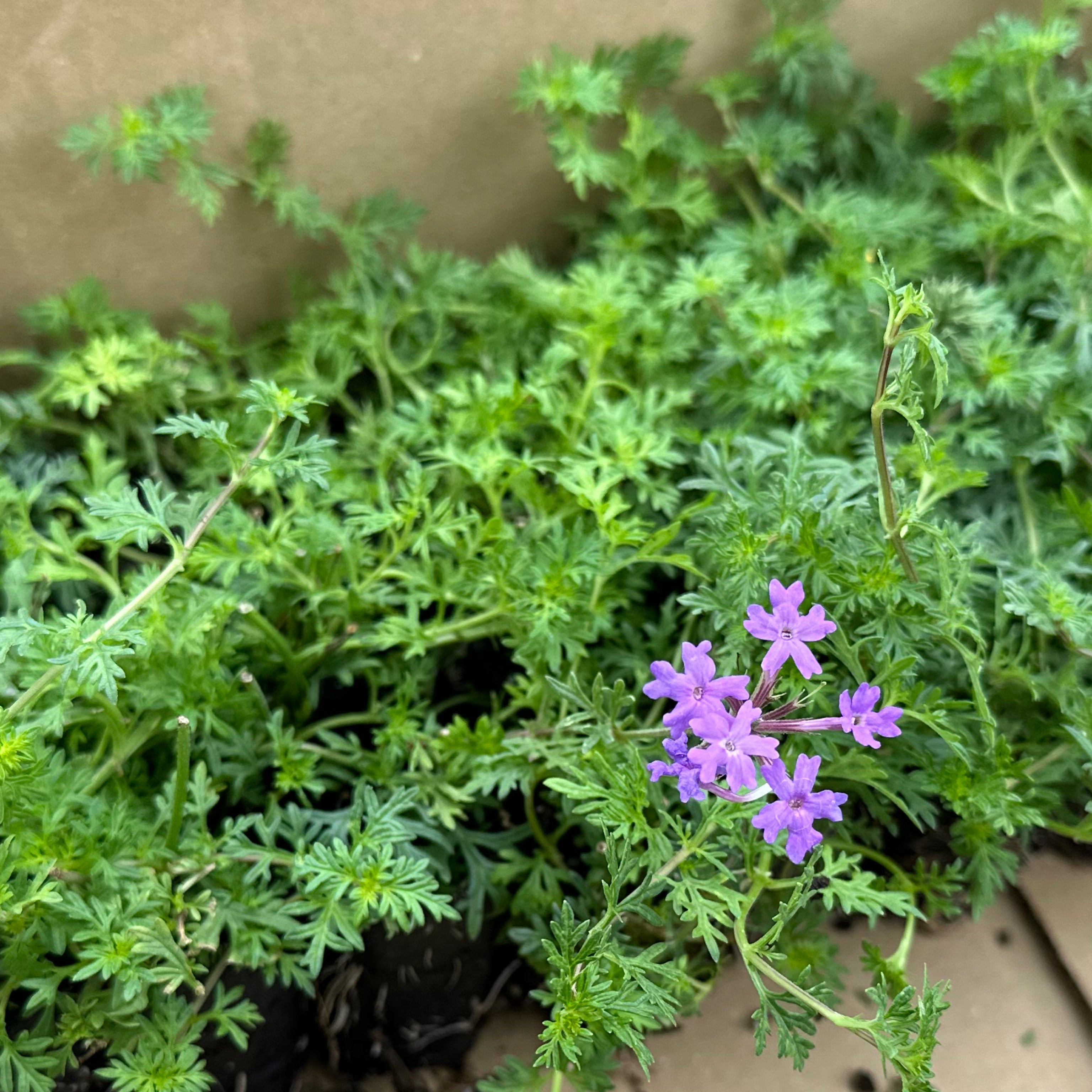 Semi Verbena Alta Ibrida - Fiori Colorati Per Giardino O Vasi - Foto 12