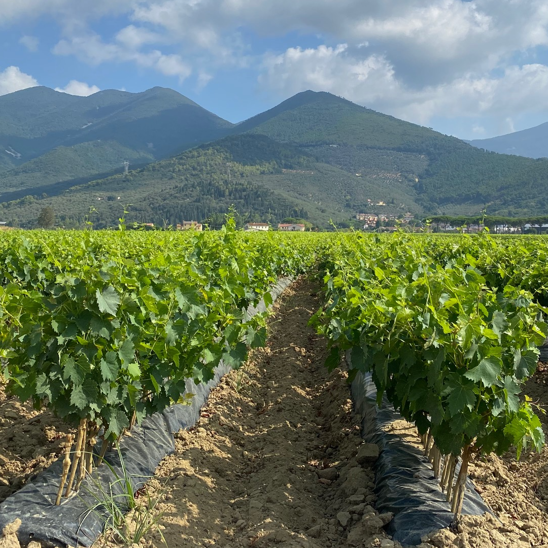 Barbatelle Innestate  (1 anno radice nuda)