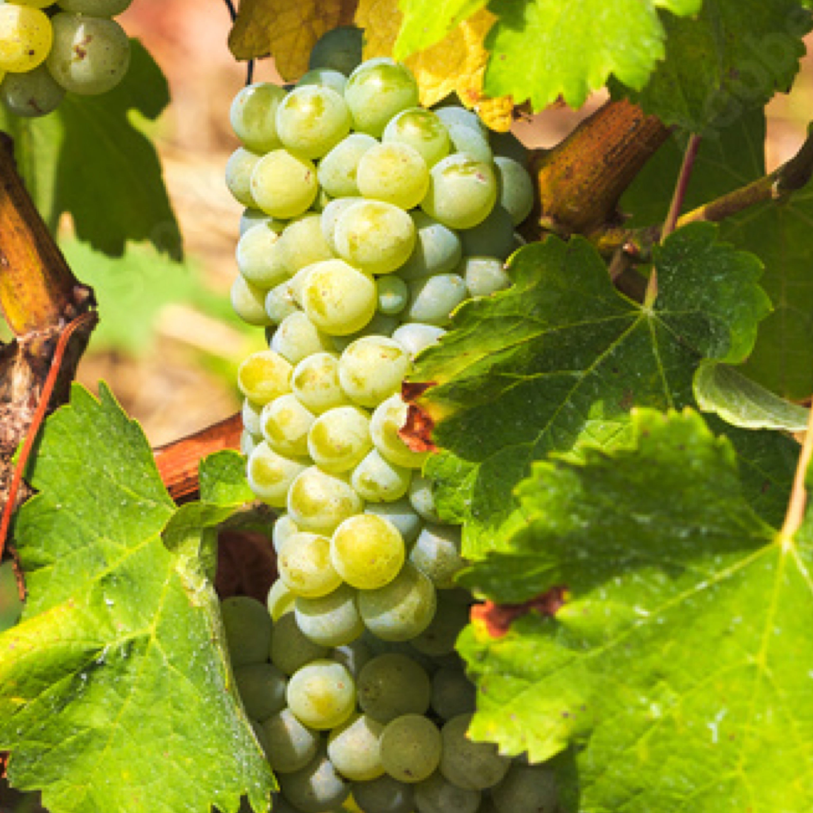 Barbatelle Chardonnay (uva bianca) - Greenshop