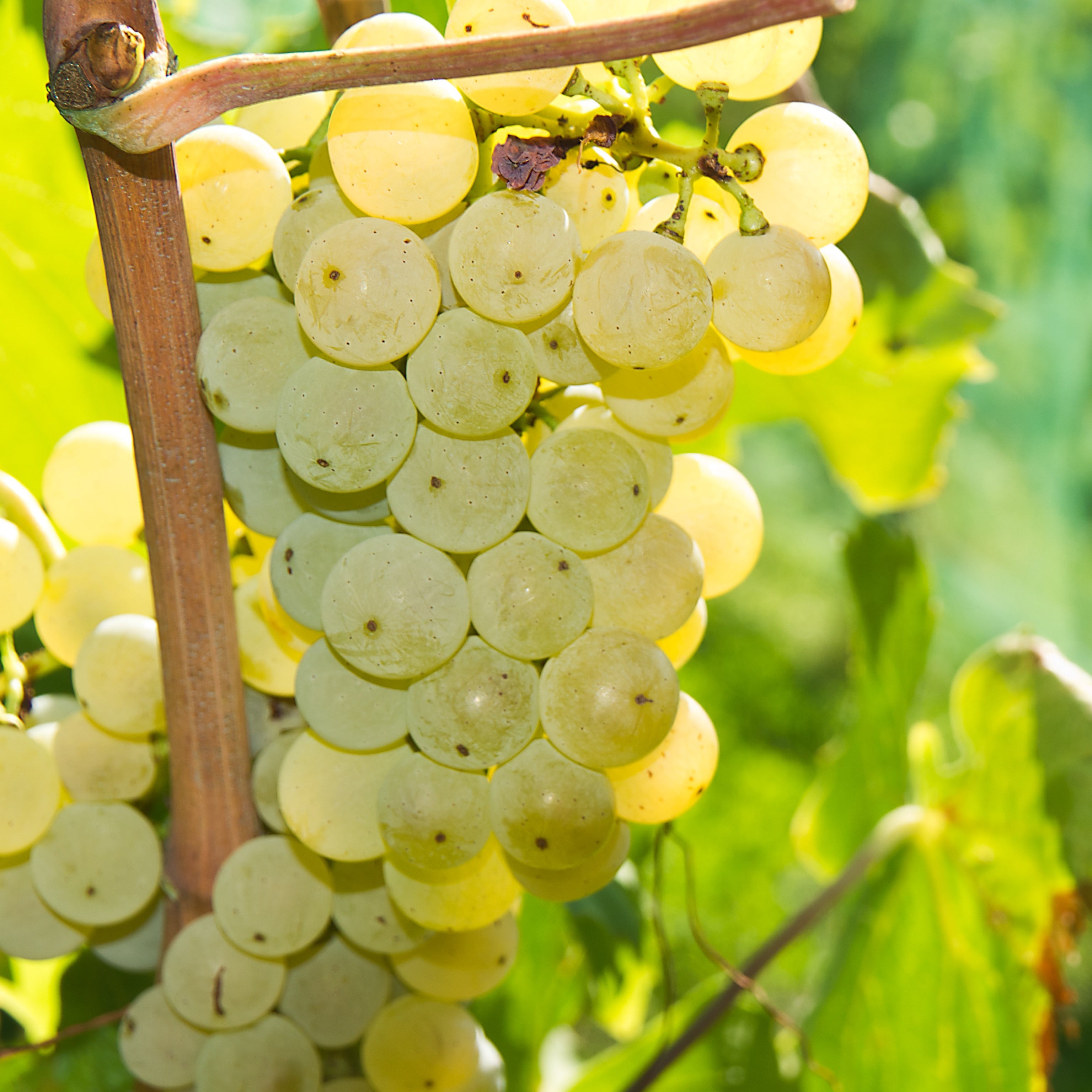 Barbatelle Malvasia toscana (uva bianca) - Greenshop