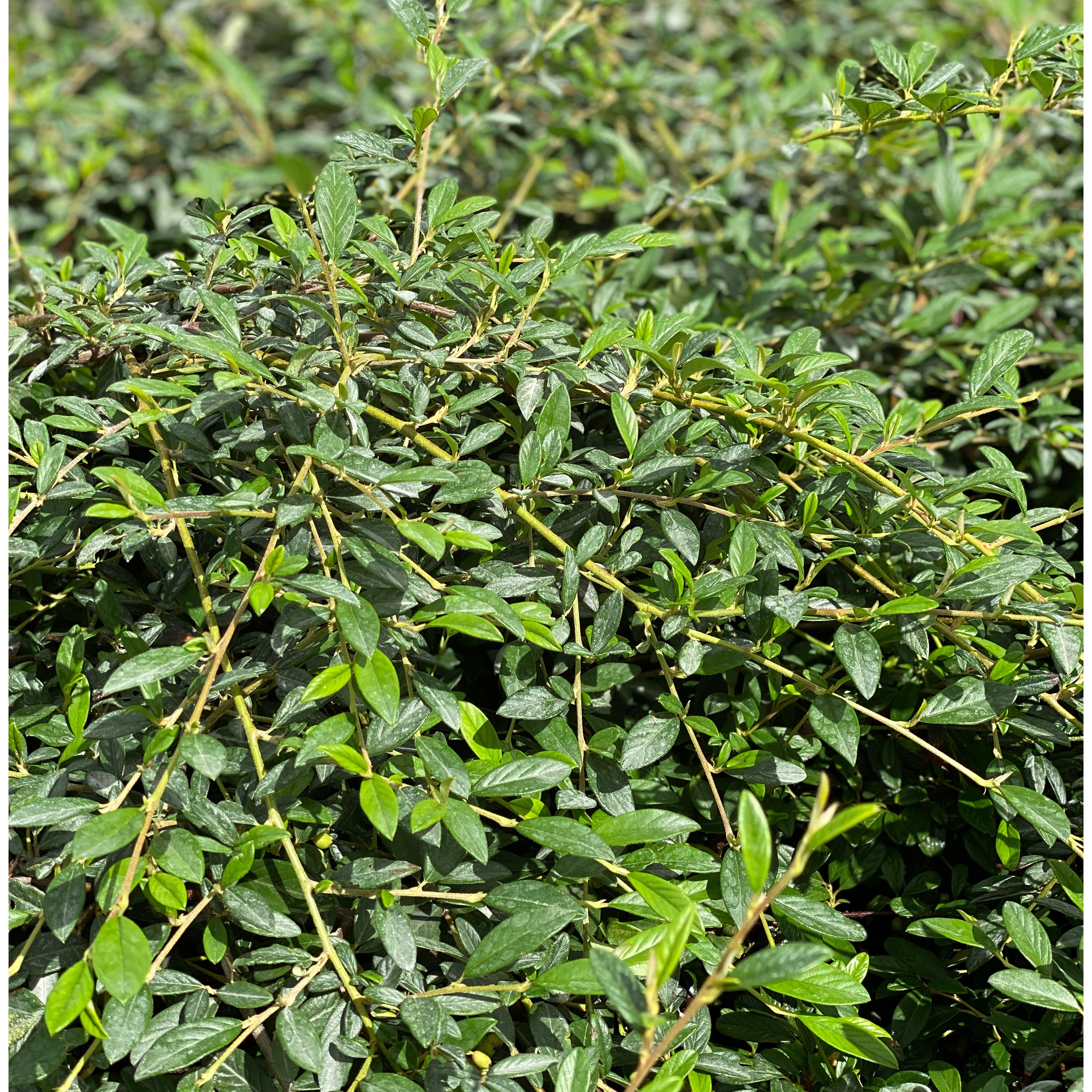 Cotoneaster lacteus (V18) - Greenshop