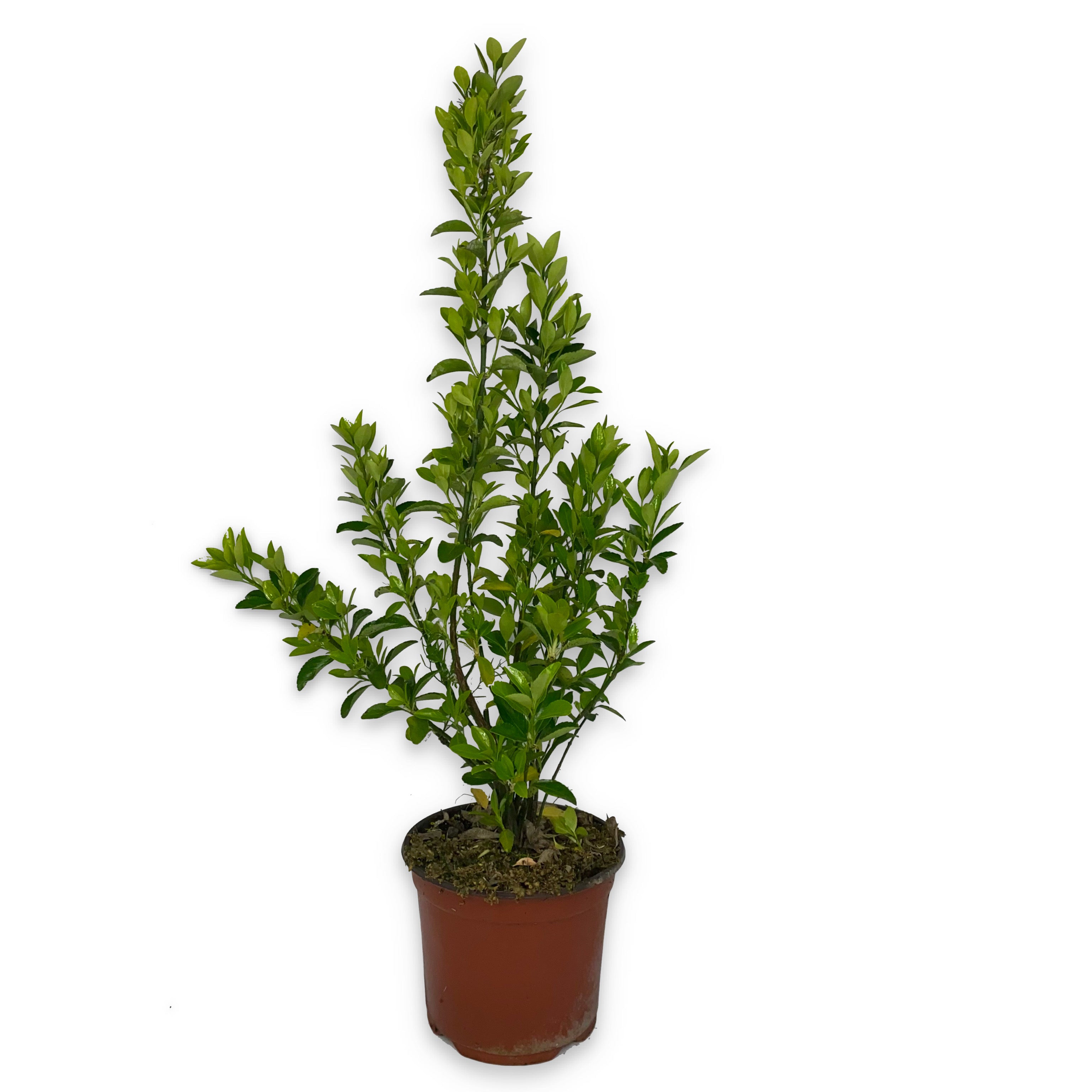 Eleagnus verde - ebbingei (V18) - Greenshop