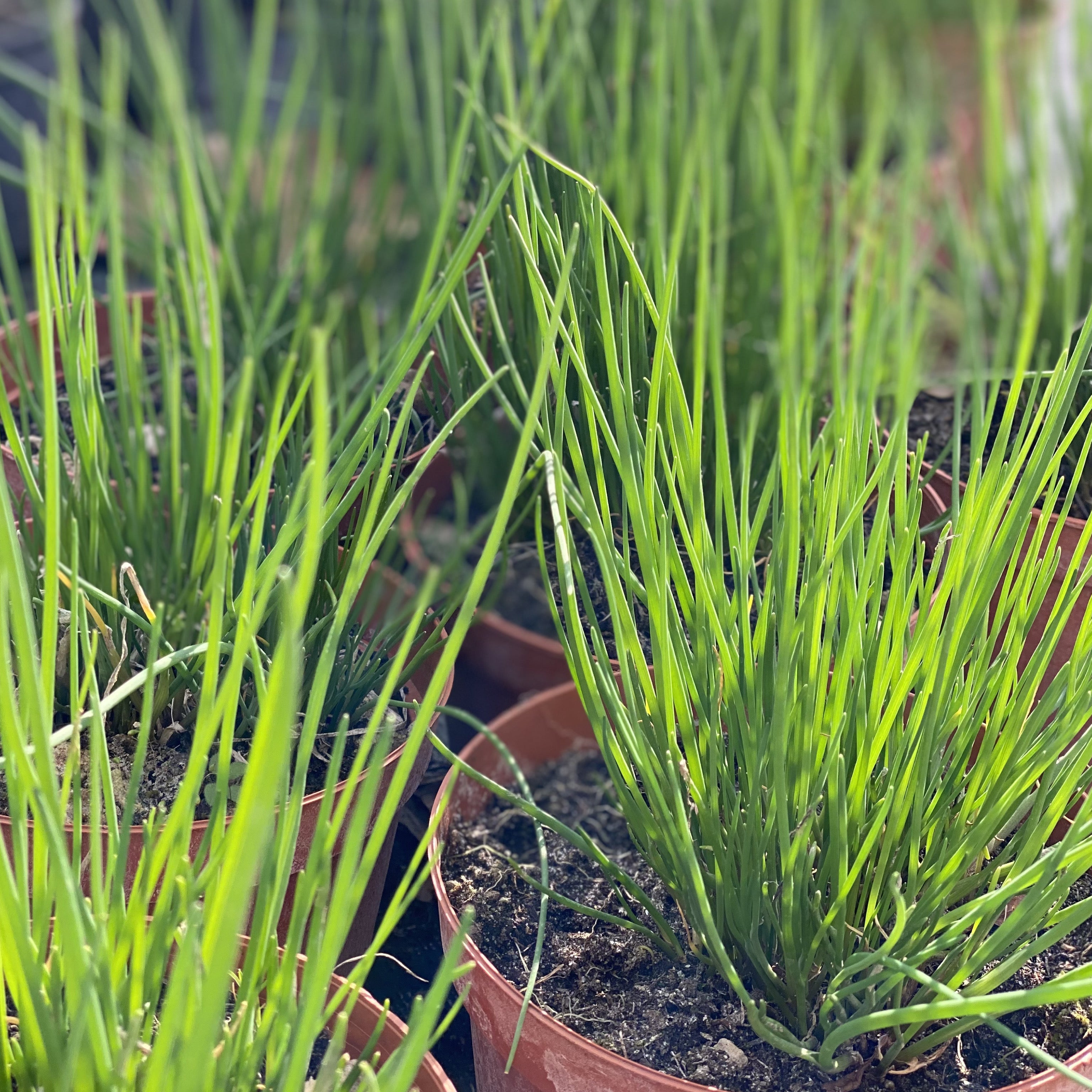 Erba cipollina - Allium schoenoprasum (V18) - Greenshop