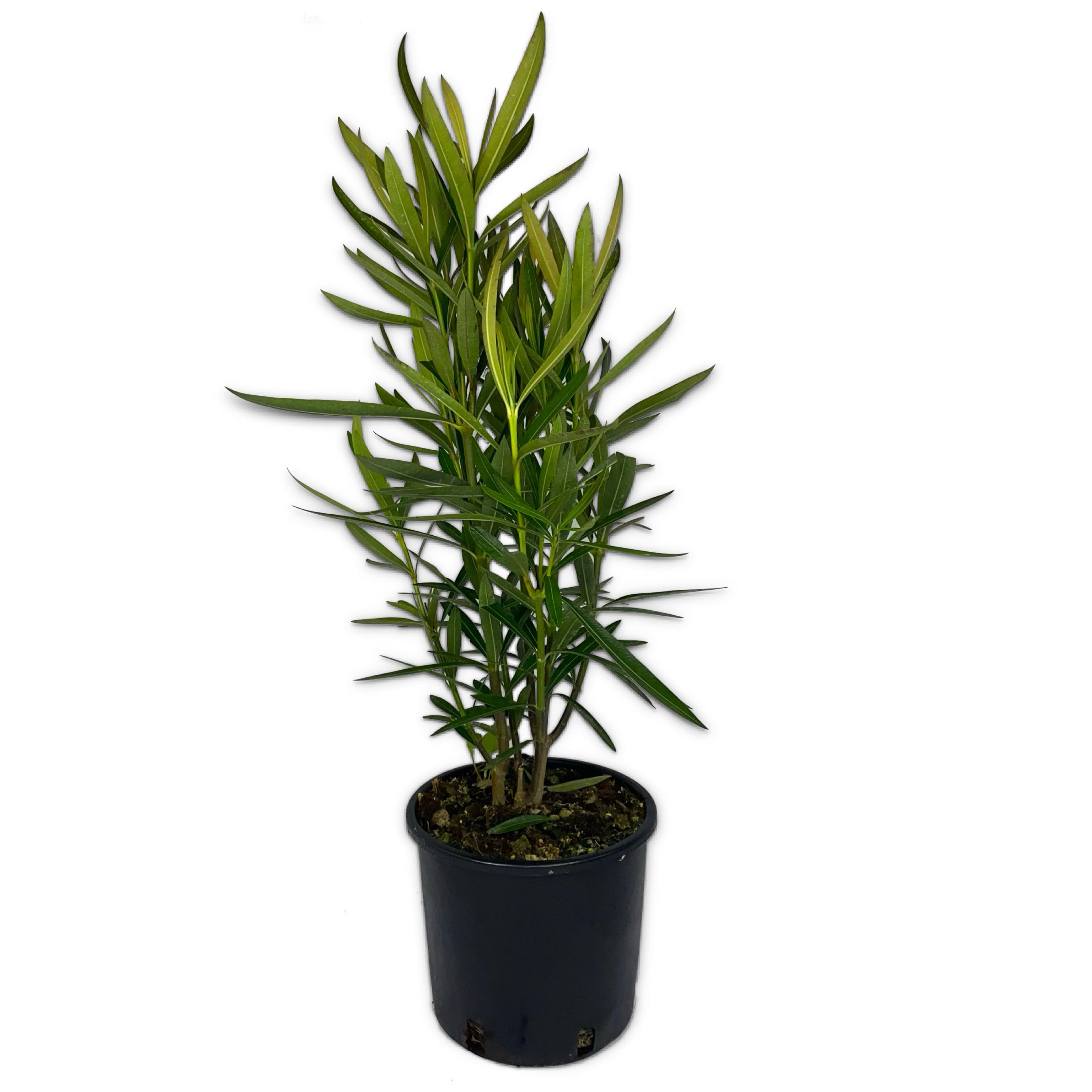 Oleandro - Nerium oleander (V18) - Greenshop