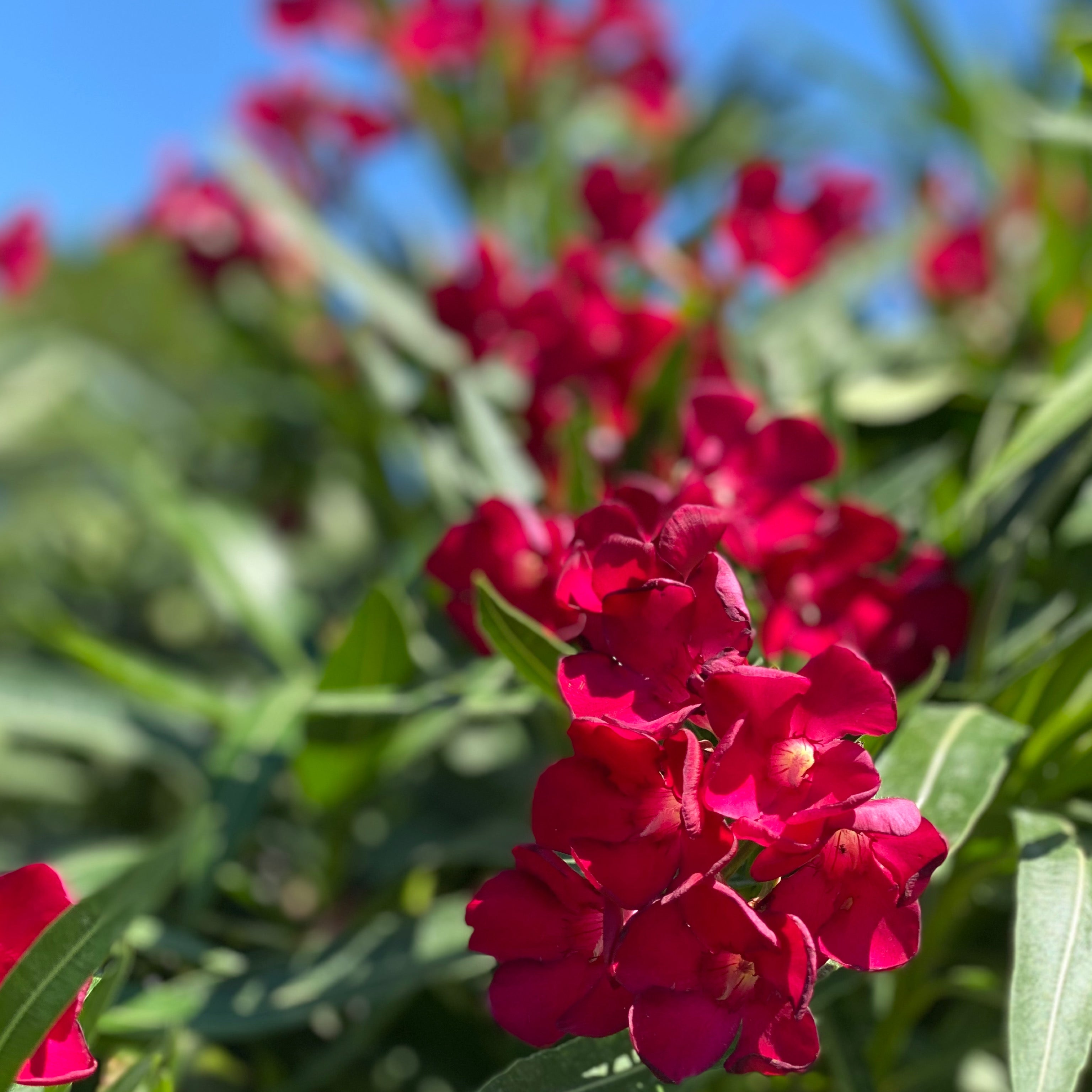 Oleandro - Nerium oleander (V18) - Greenshop