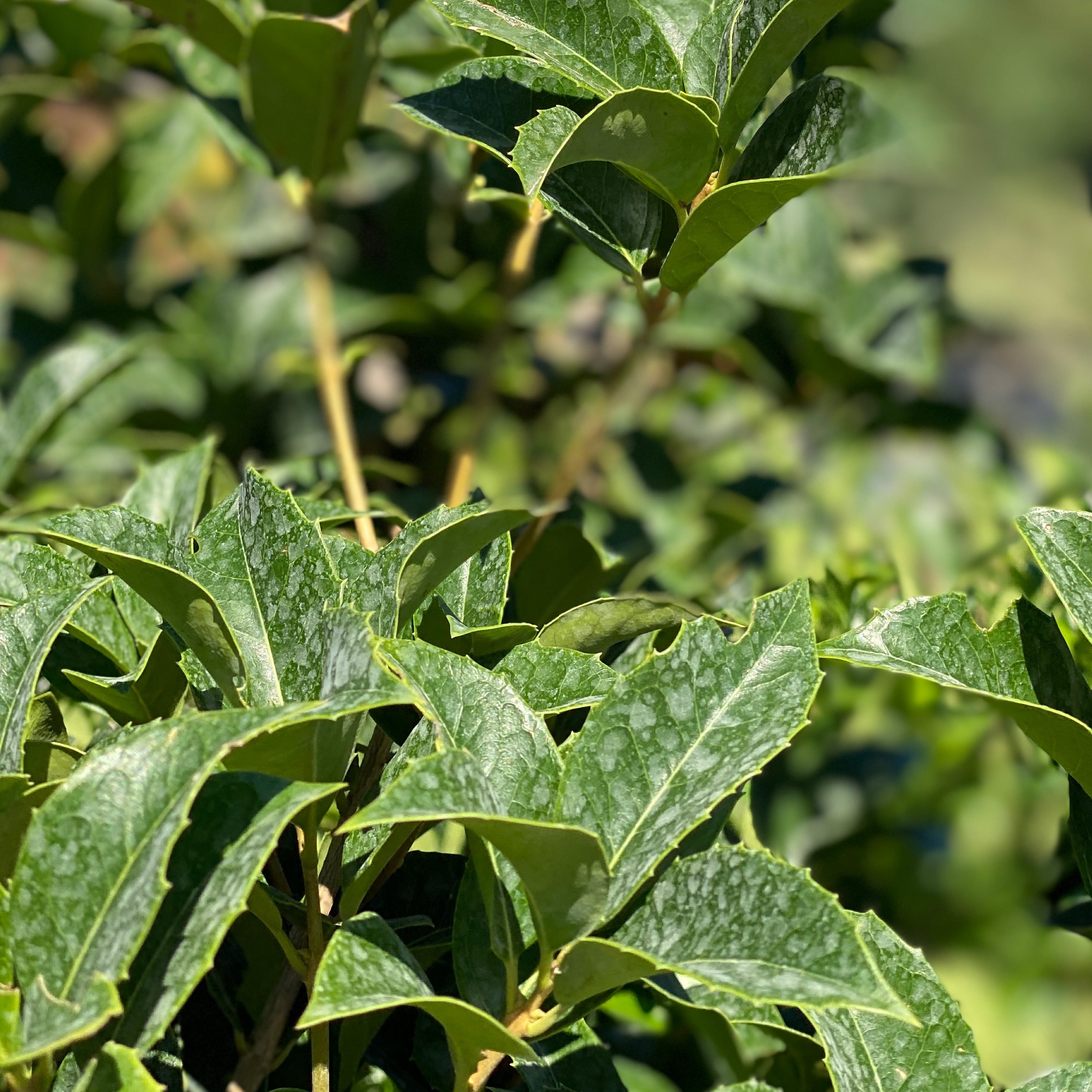 Osmanthus aquifolium (V18) - Greenshop